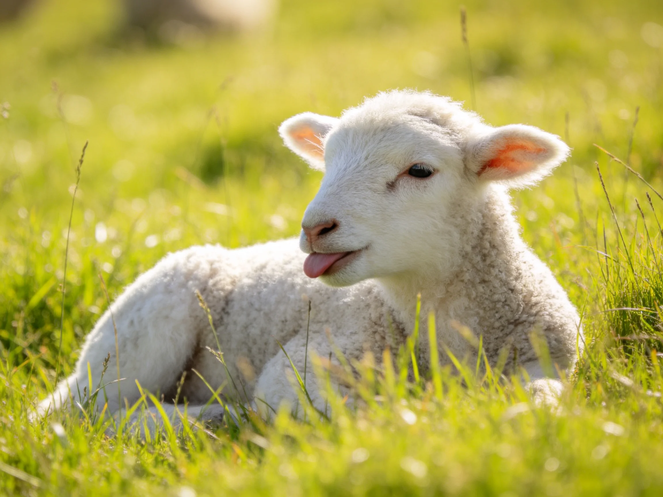 A fluffy white lamb rests in sun-dappled green grass