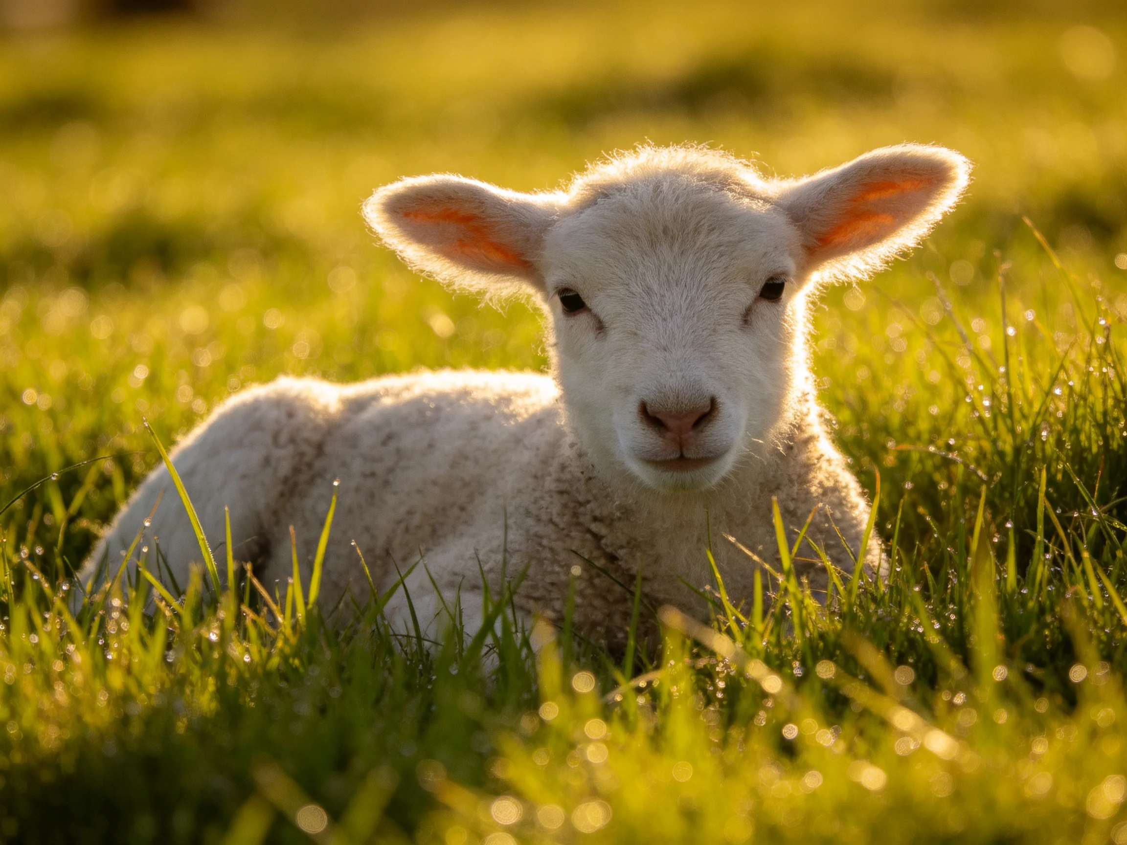 A fluffy white lamb rests in sunlit green meadow