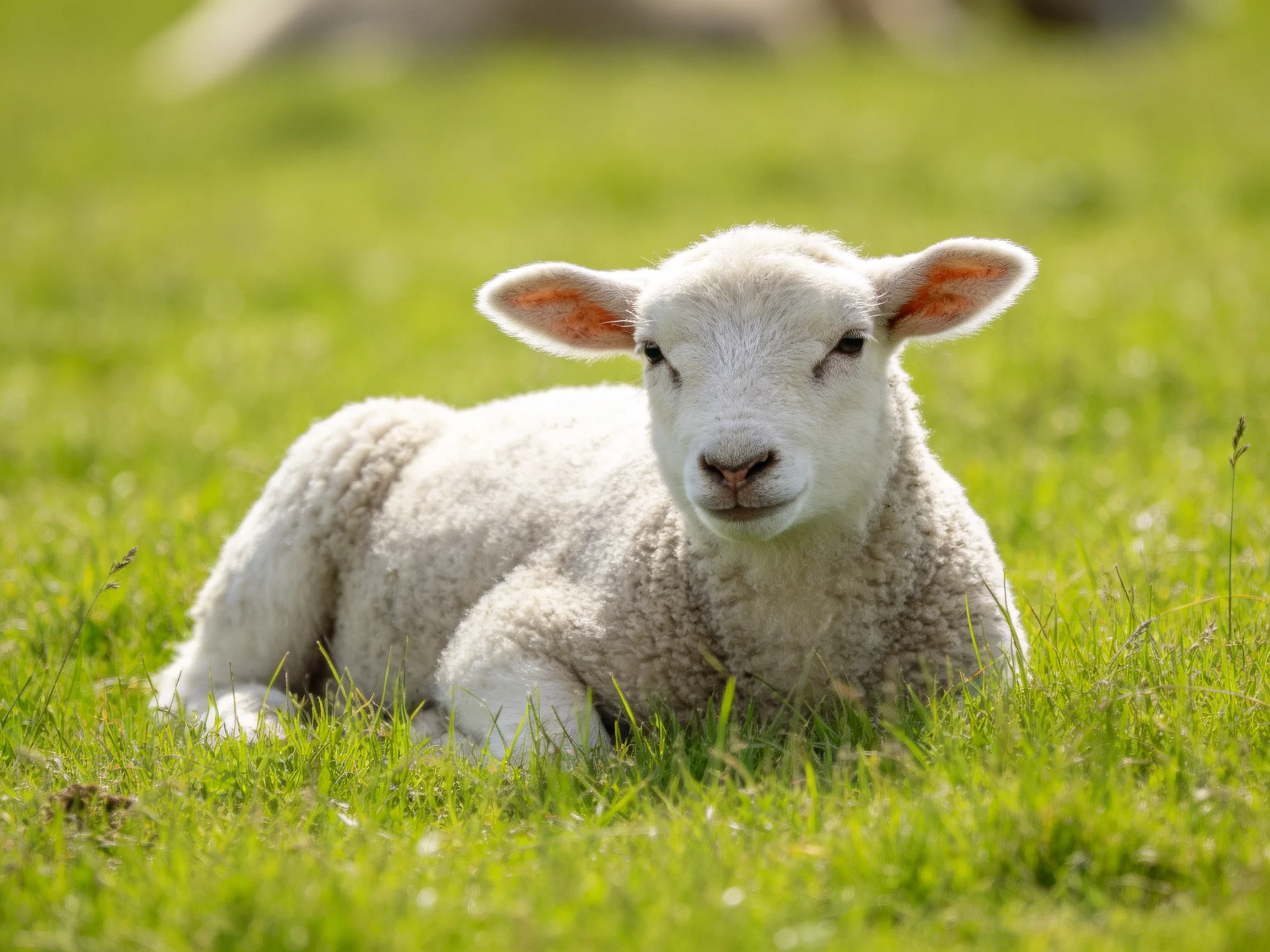 A fluffy white lamb rests in vibrant green grass