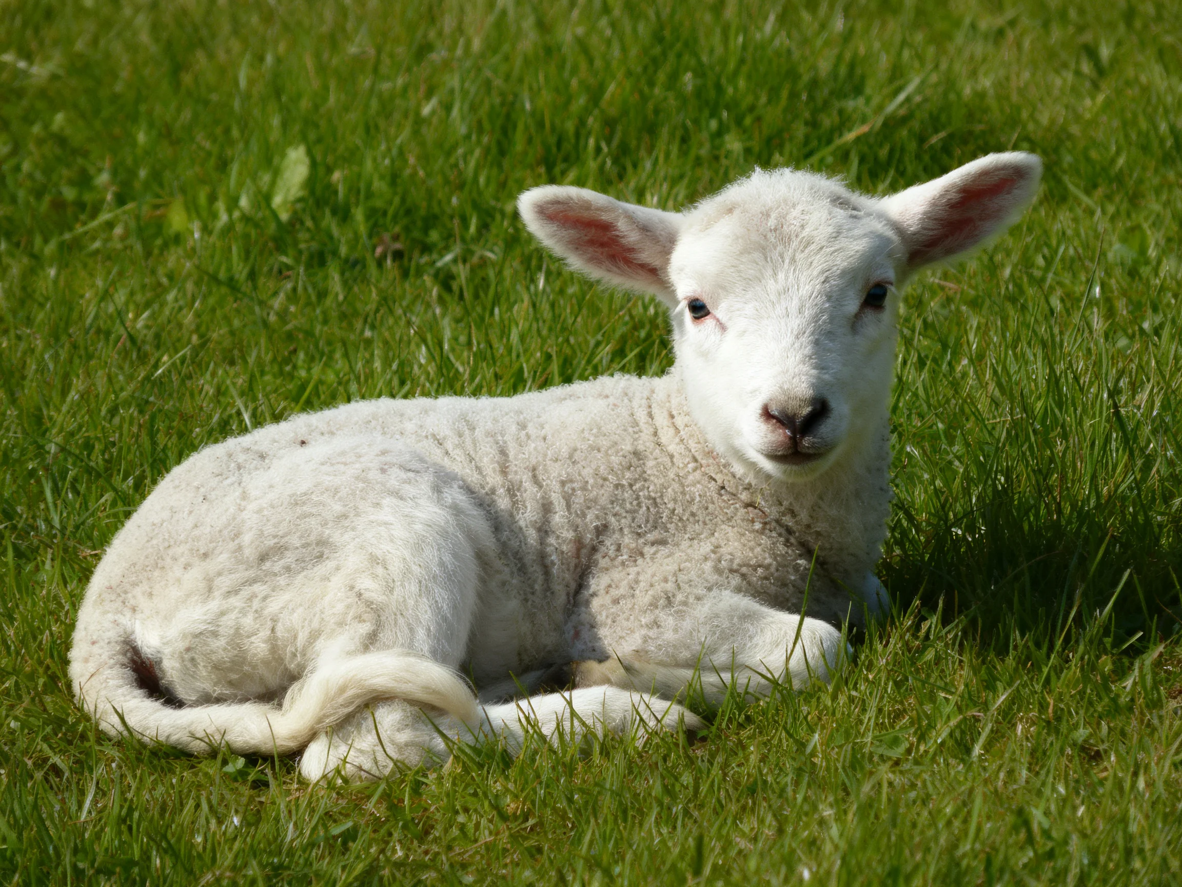 A white lamb rests on green grass.