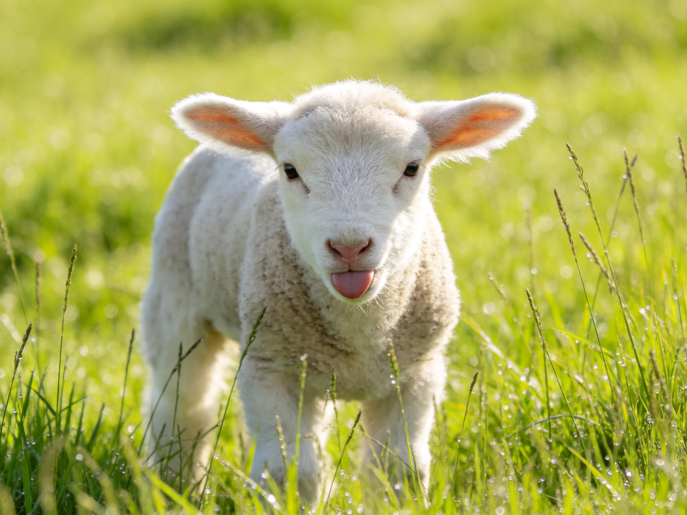 A fluffy white lamb standing in dewy green grass