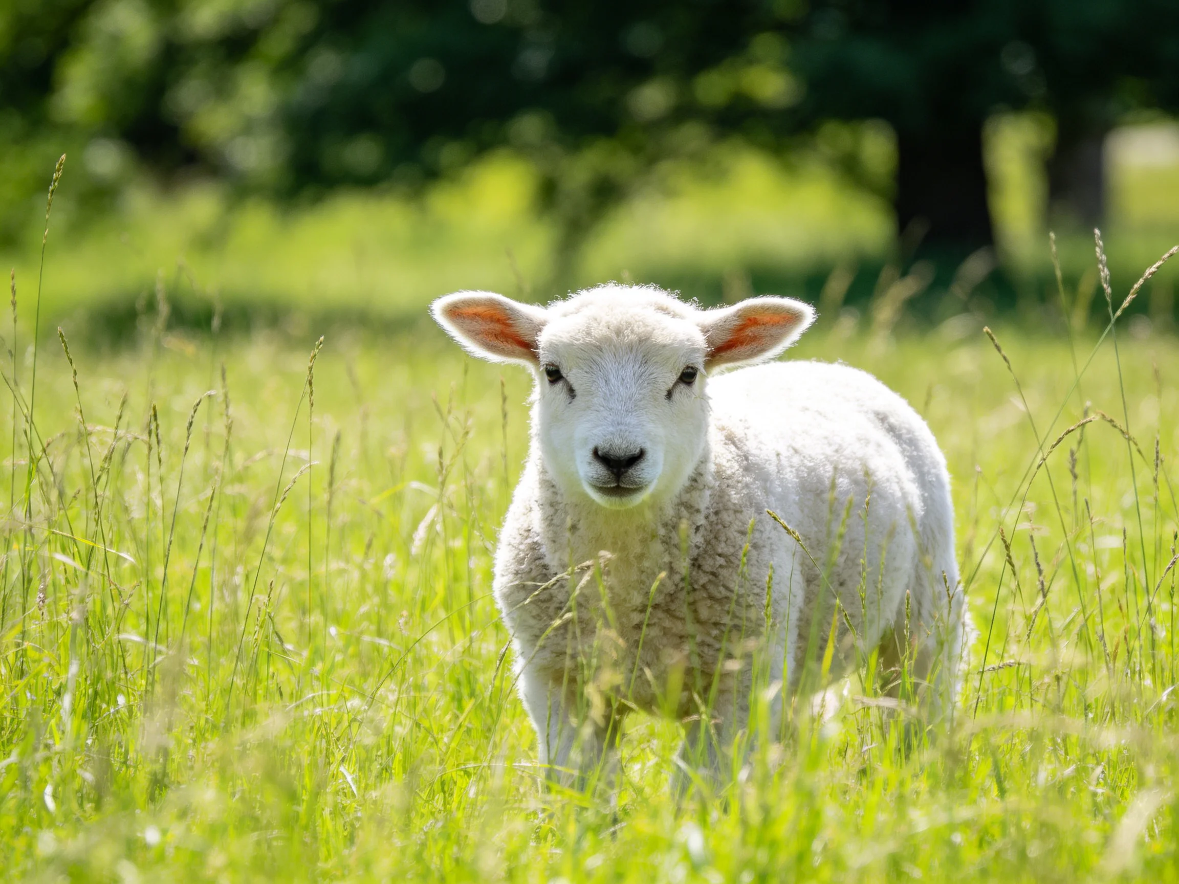 A fluffy white lamb standing in lush green grass