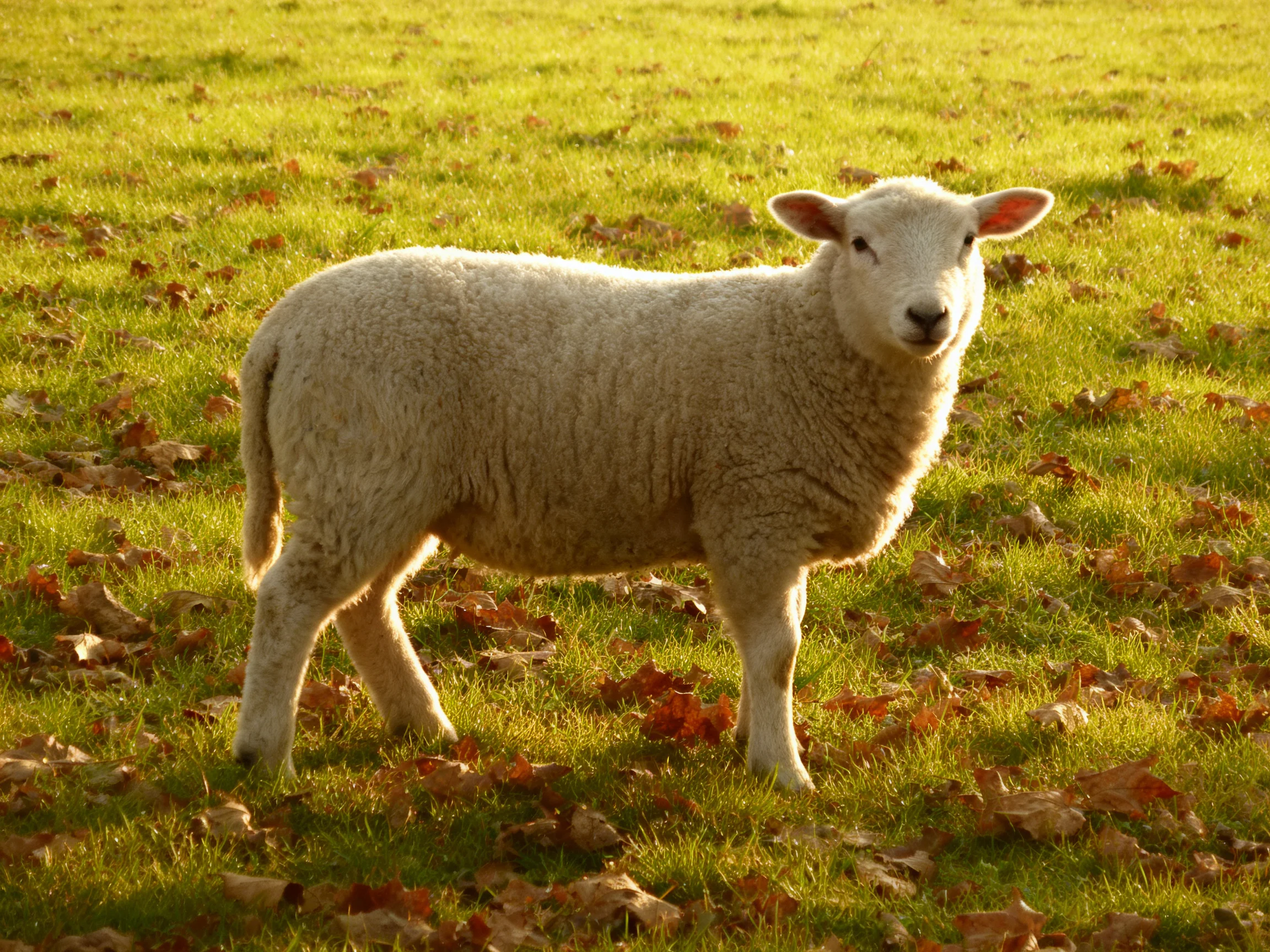 A fluffy white lamb stands amid green grass and brown autumn leaves