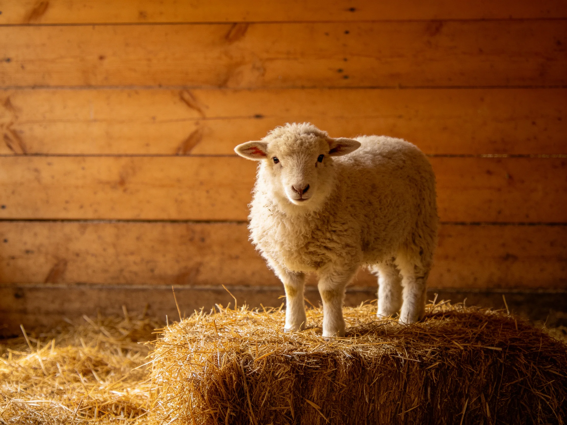 A fluffy white lamb stands atop golden straw bales beside a wooden wall