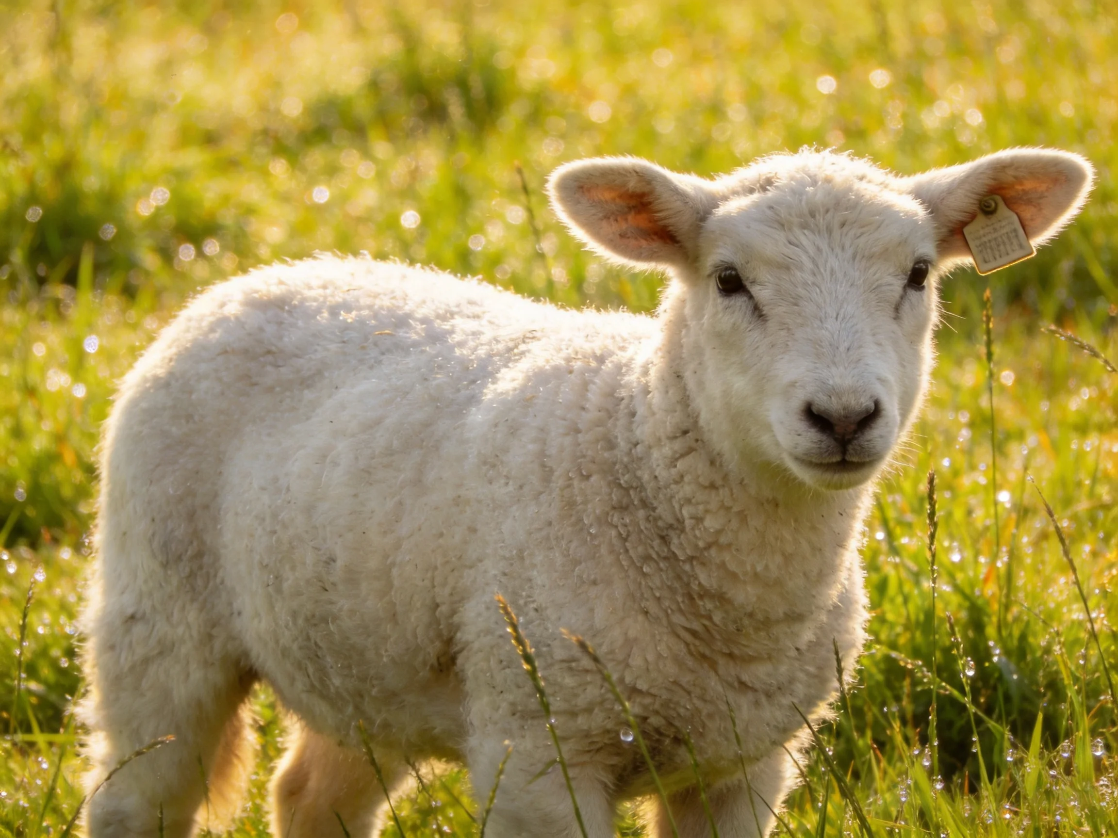 A fluffy white lamb stands in a dewy green meadow