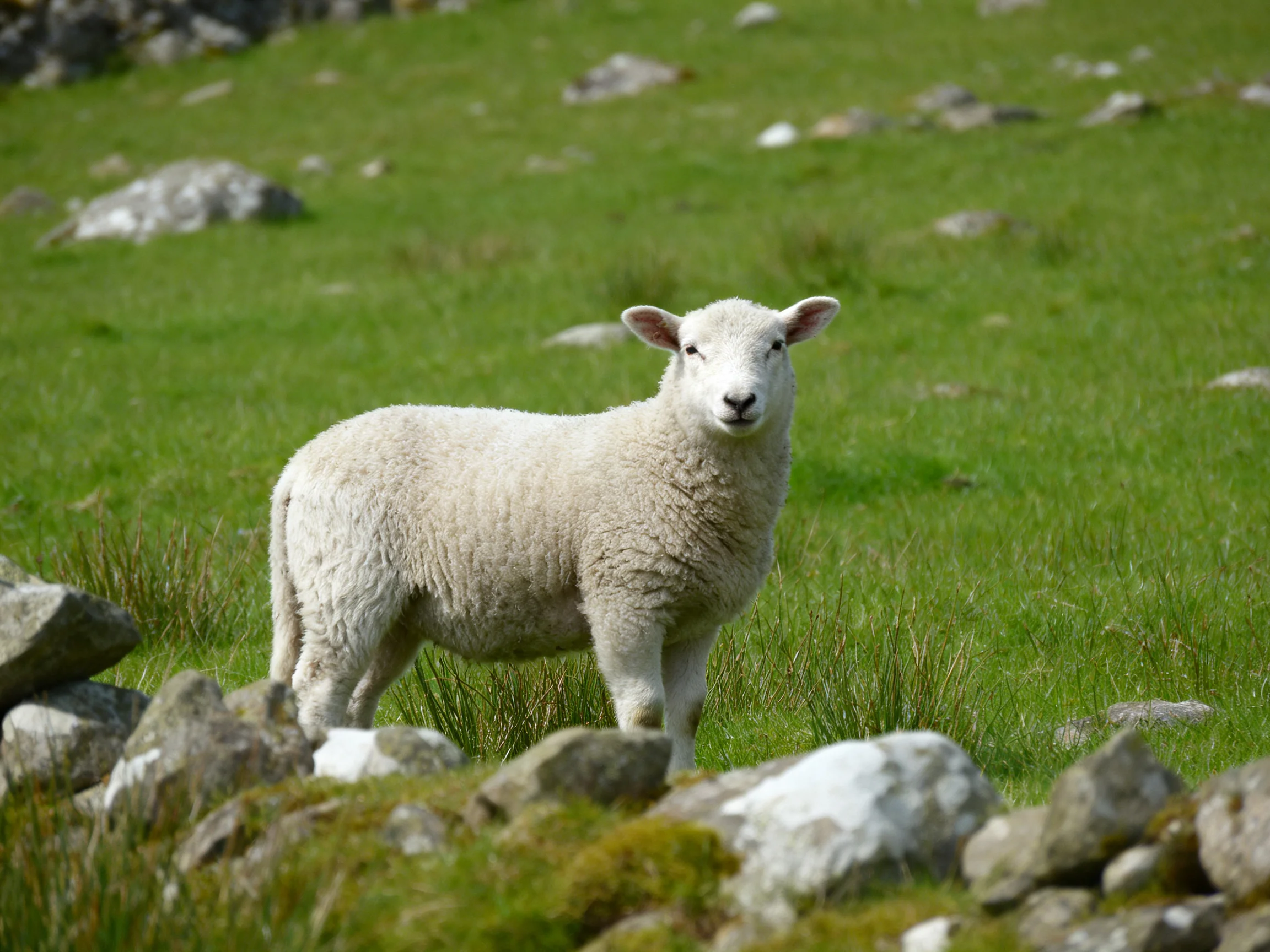 A fluffy white lamb stands in a lush green meadow with scattered stones