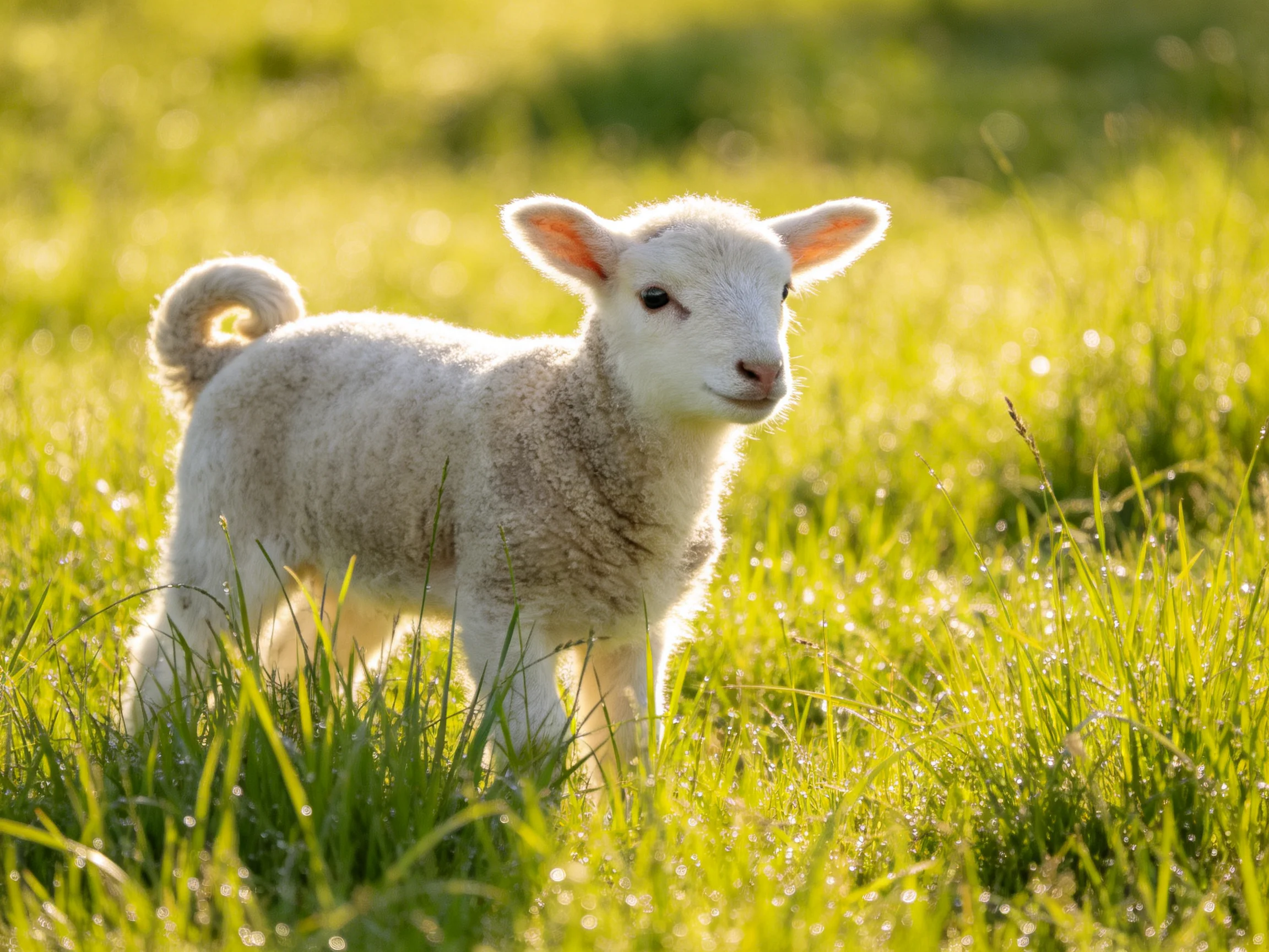 A fluffy white lamb stands in dewy green grass