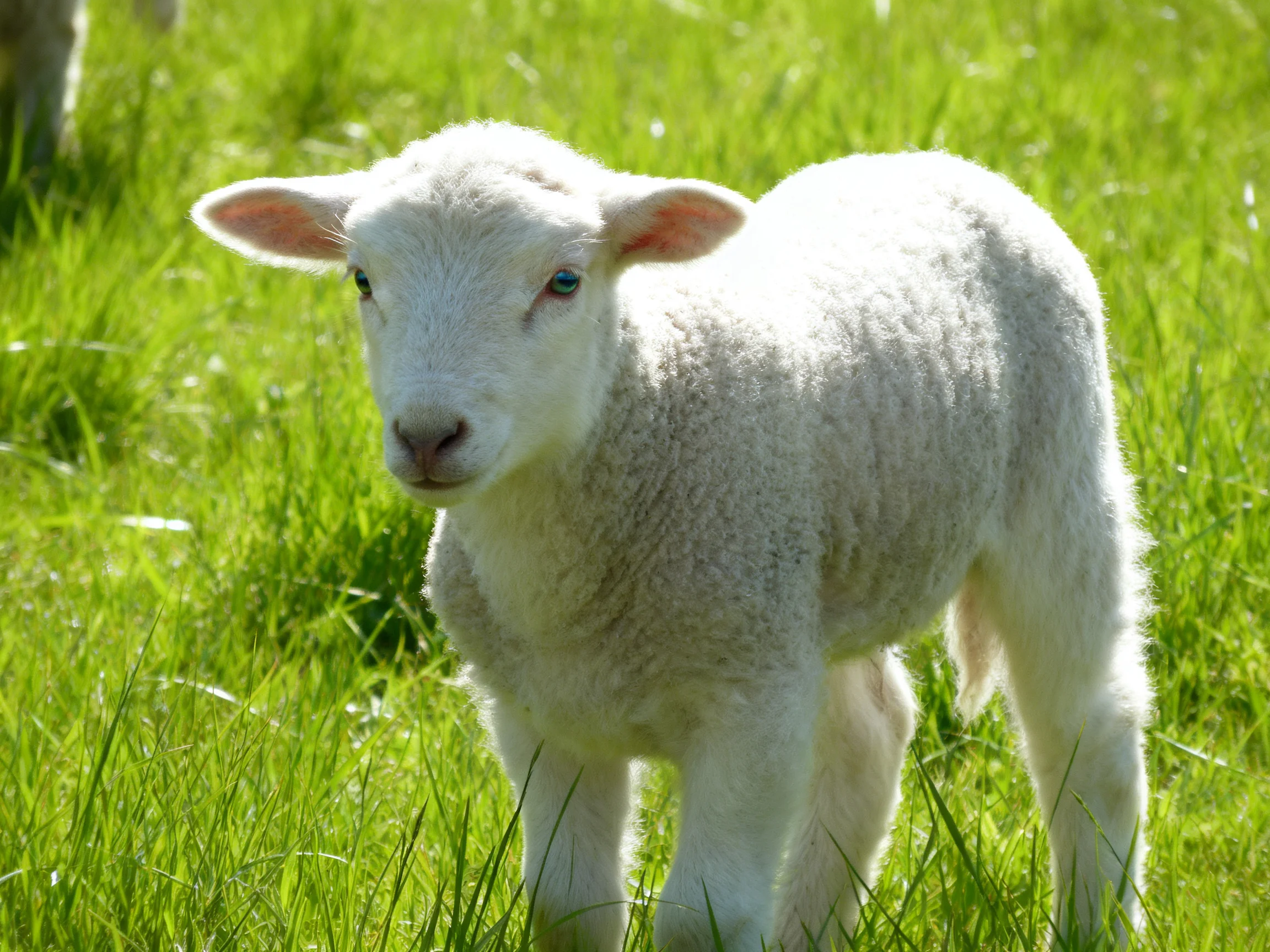 A young white lamb stands in a sunlit field of tall green grass.