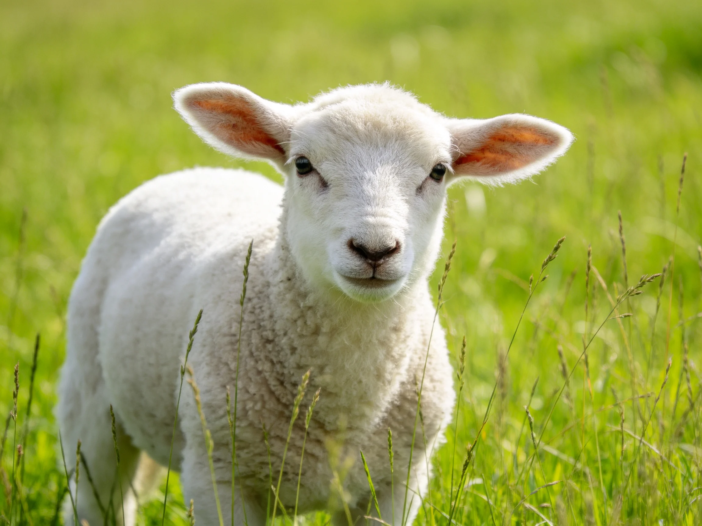 A fluffy white lamb with large ears stands in a lush green meadow