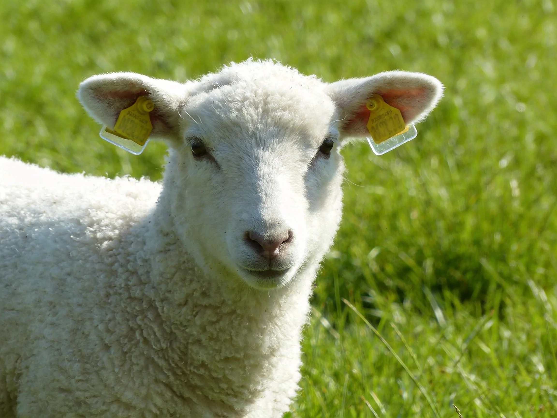 A young sheep with ear tags stands in a sunlit grassy field.