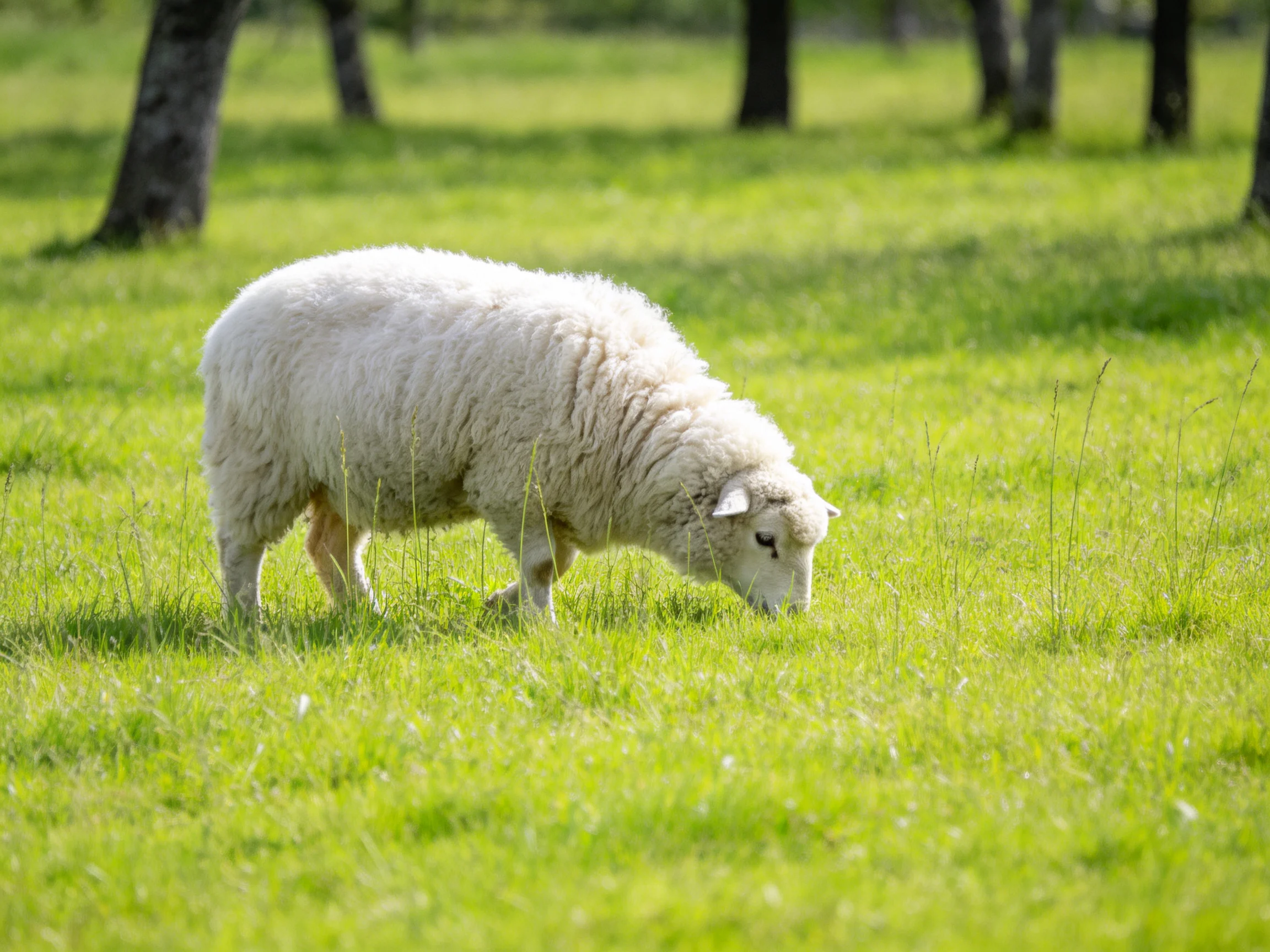 A fluffy white sheep grazing in a lush green meadow