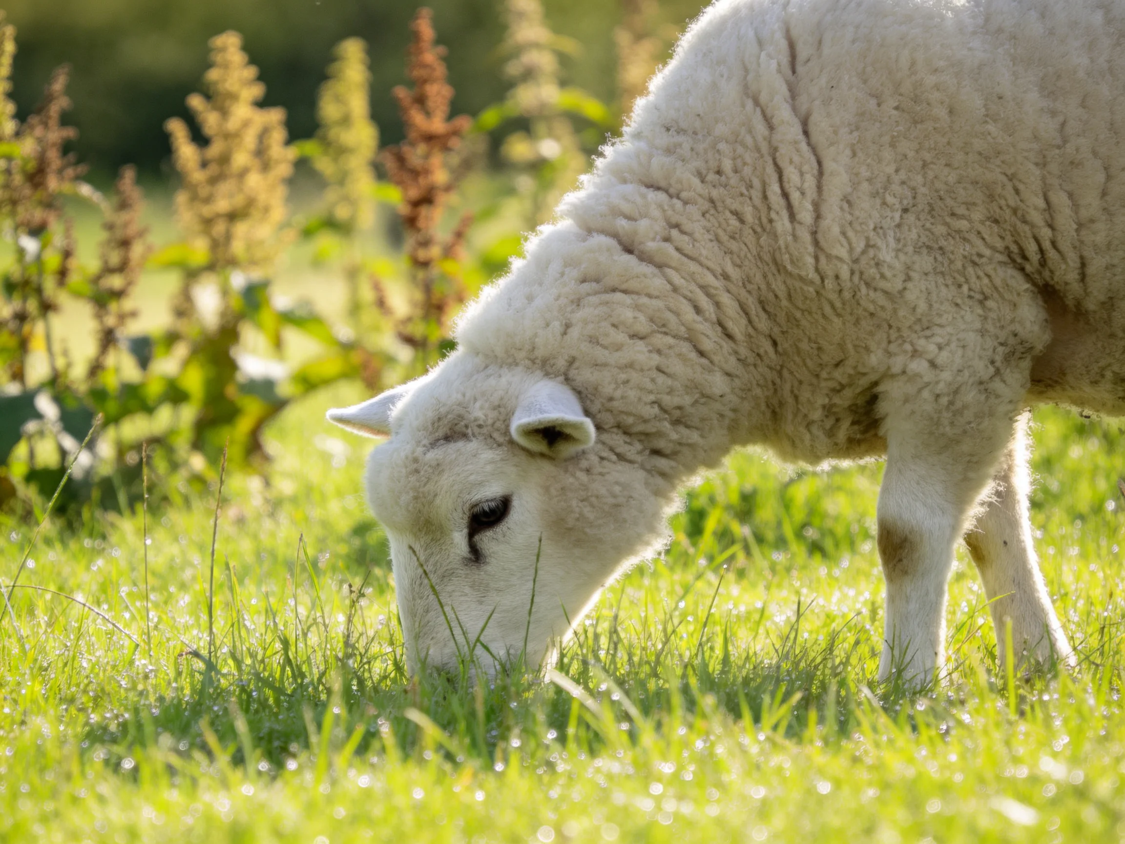A fluffy white sheep grazing in a sunlit green meadow