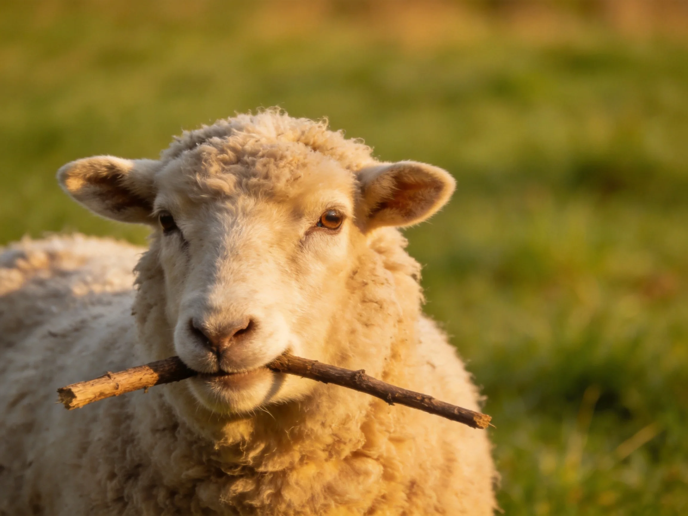 A fluffy white sheep holds a brown stick in a green meadow