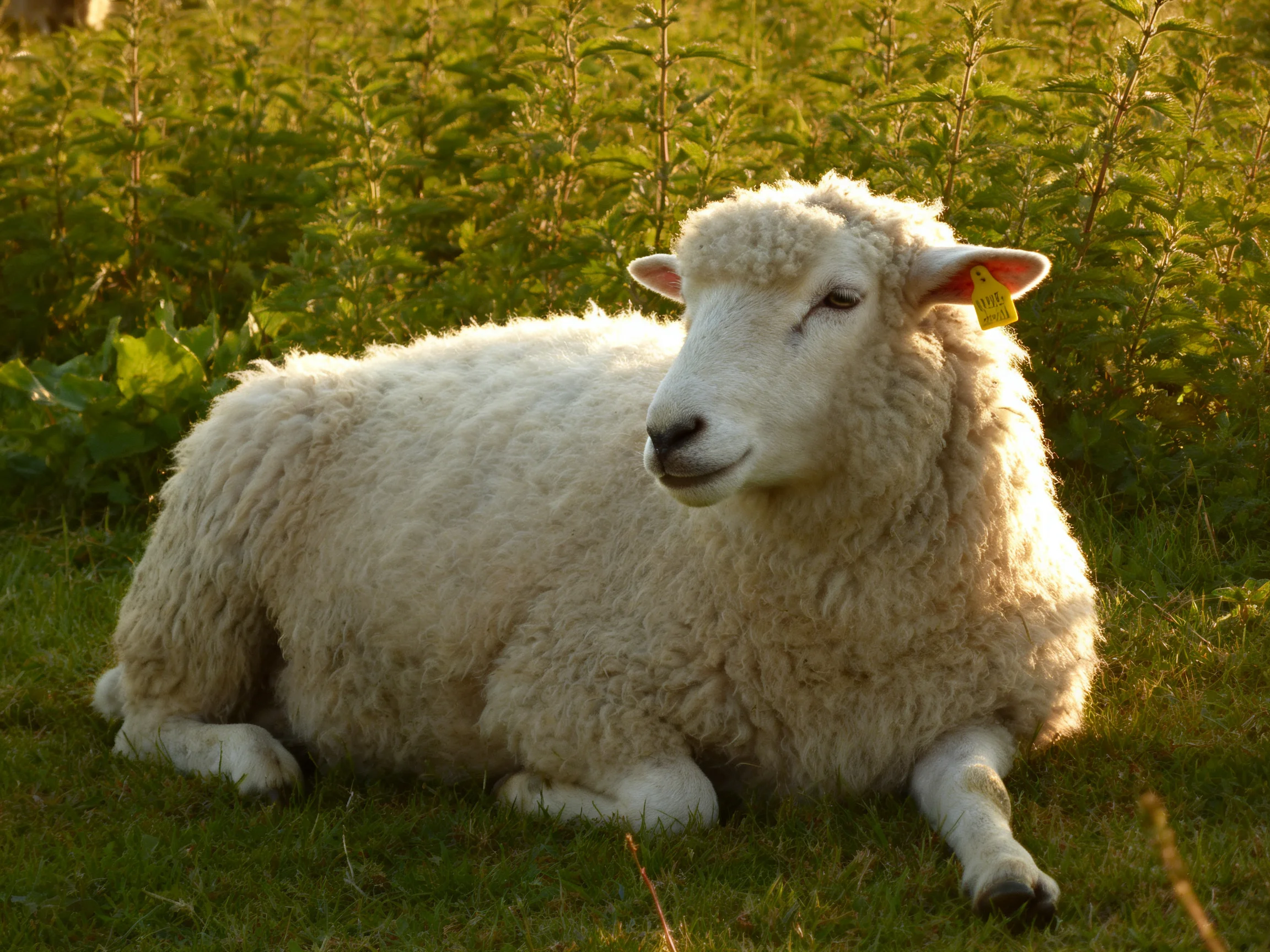 A fluffy white sheep resting in a sunlit green meadow