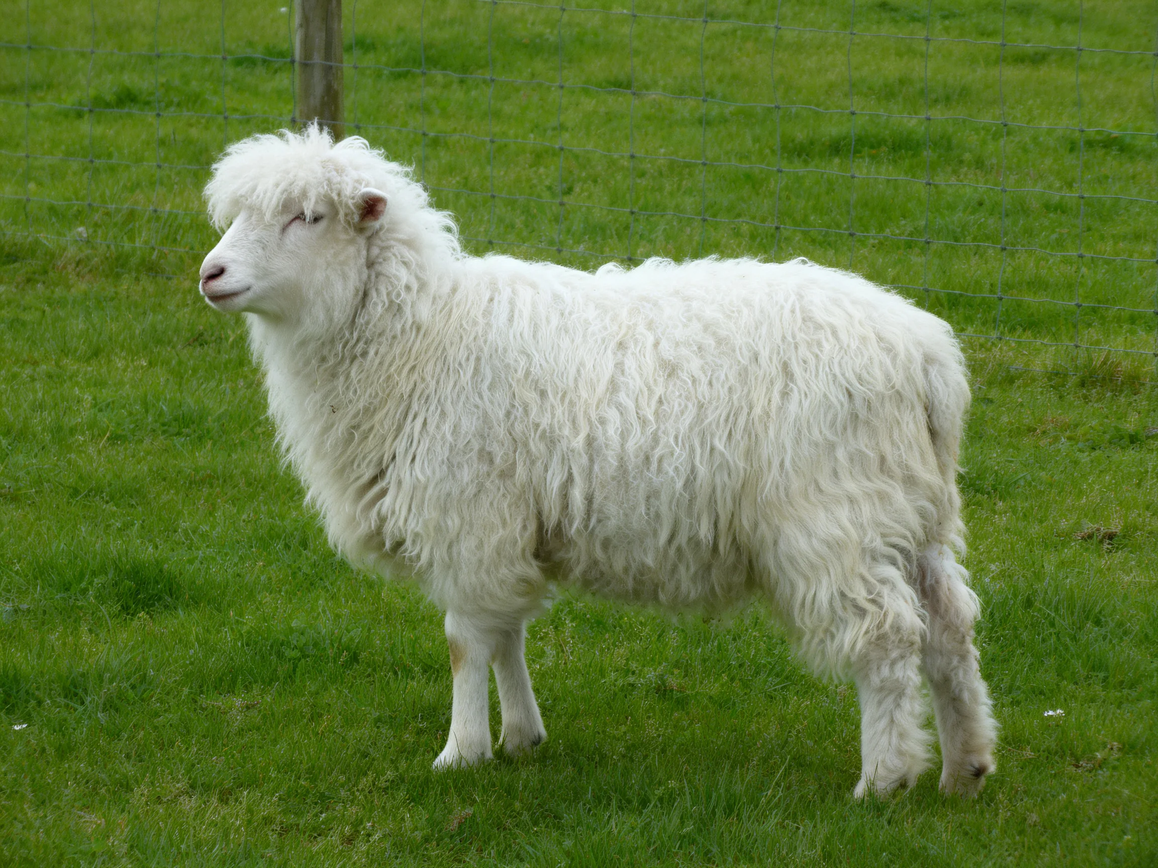 A fluffy white sheep stands in a grassy area near a fence.