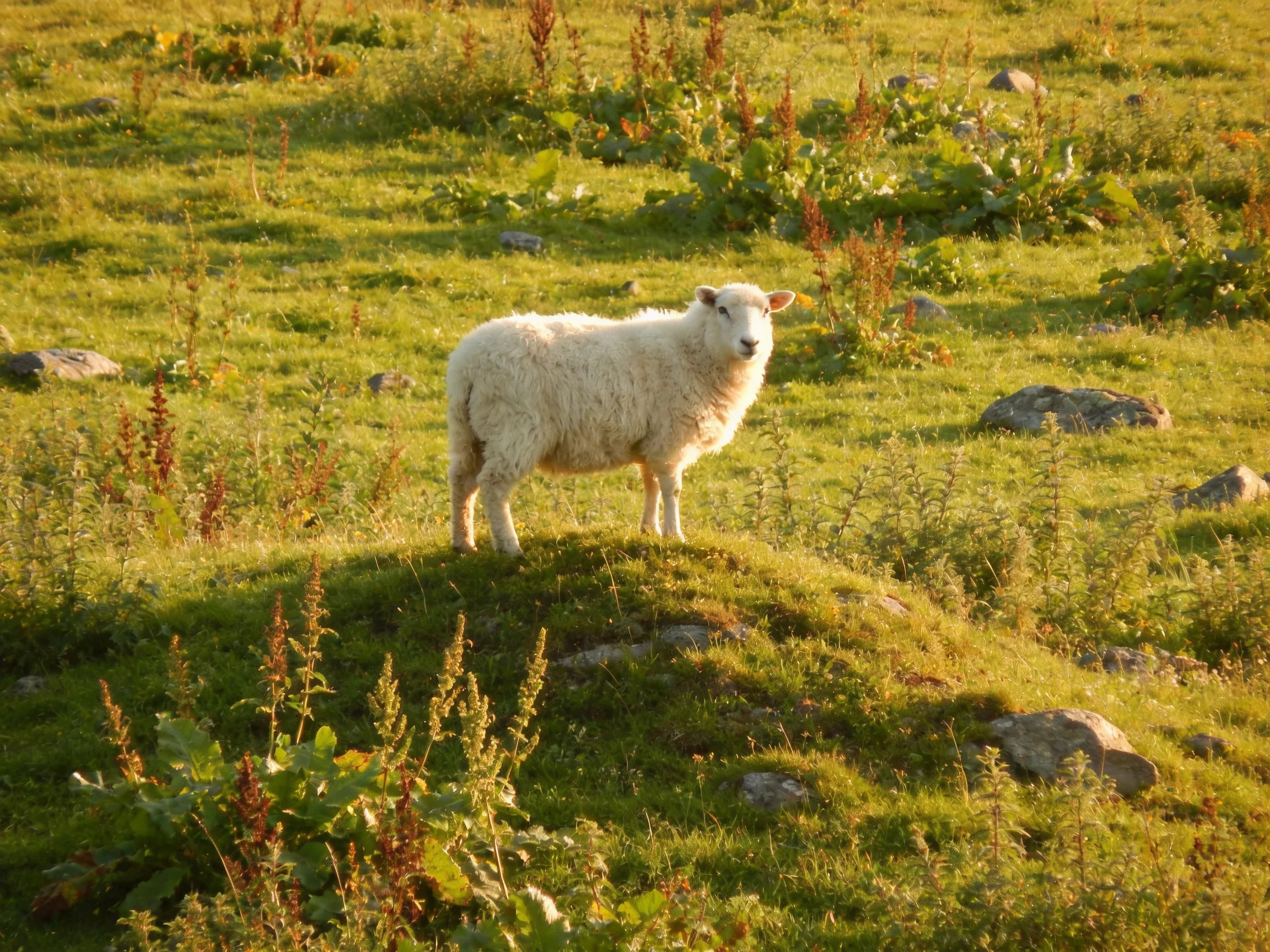 A fluffy white sheep stands on a grassy mound in a sunlit meadow