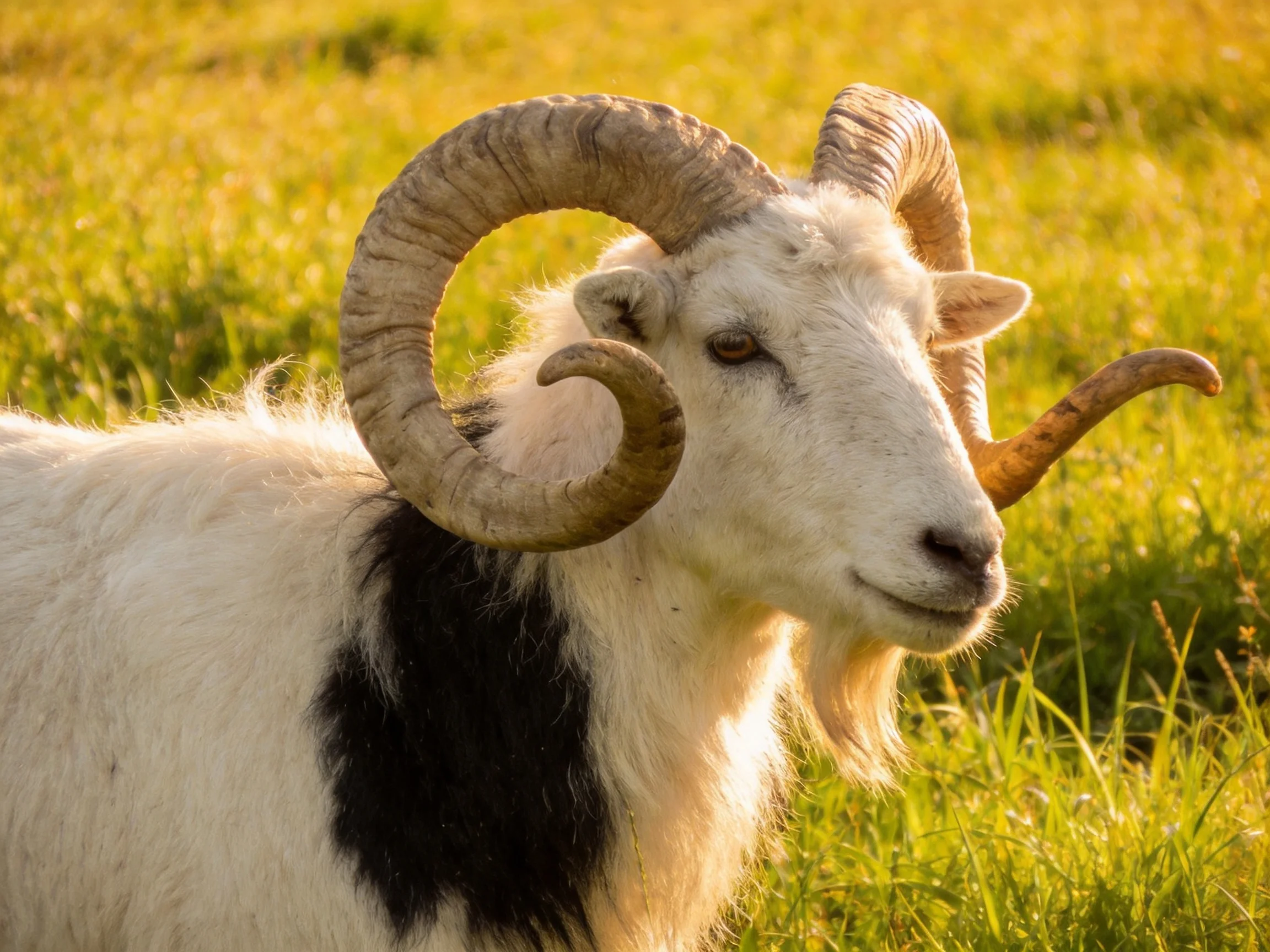 A goat with large curved horns and white - black fur in a sunlit meadow