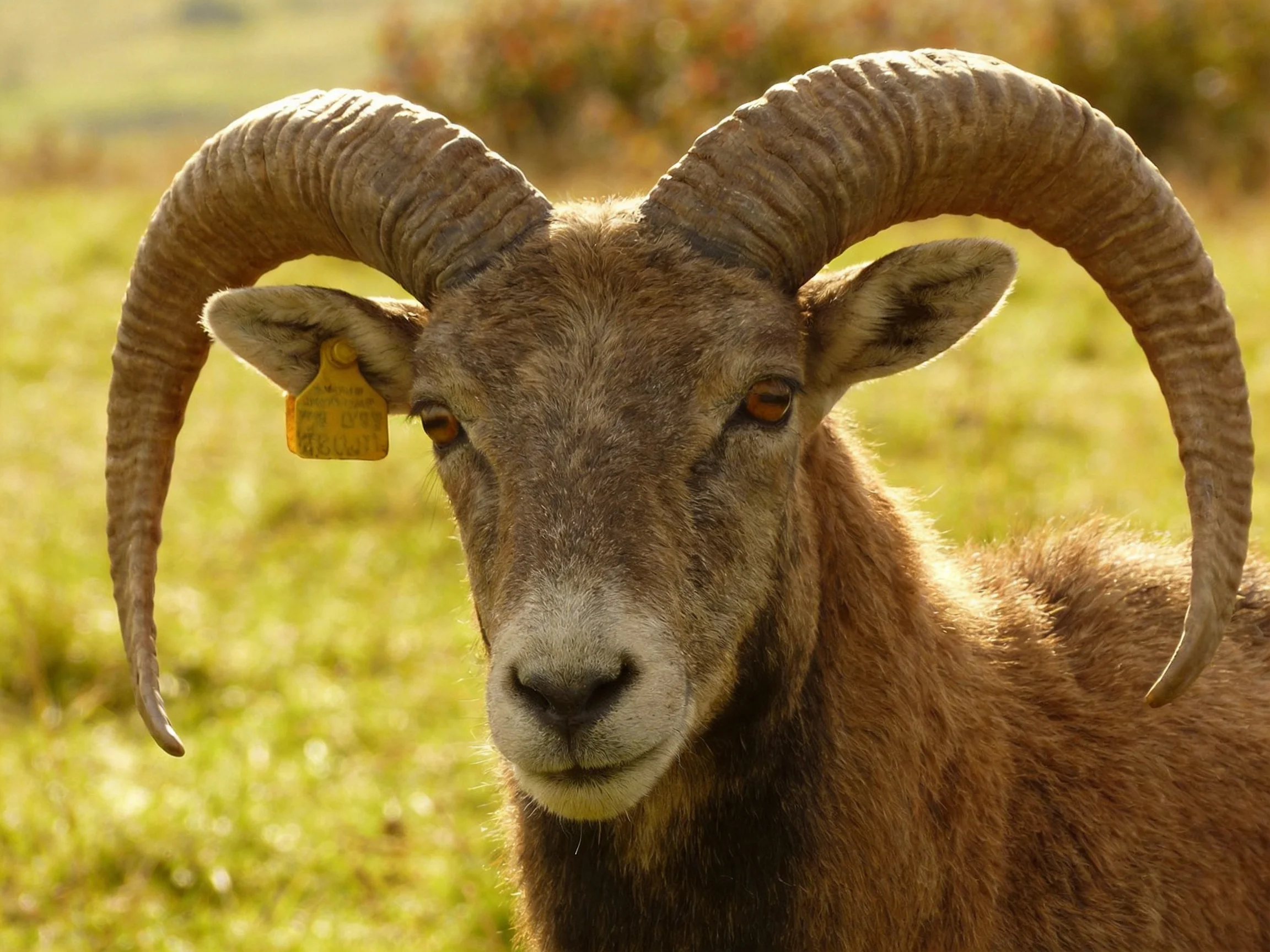 A goat with large curved horns in a sunlit meadow