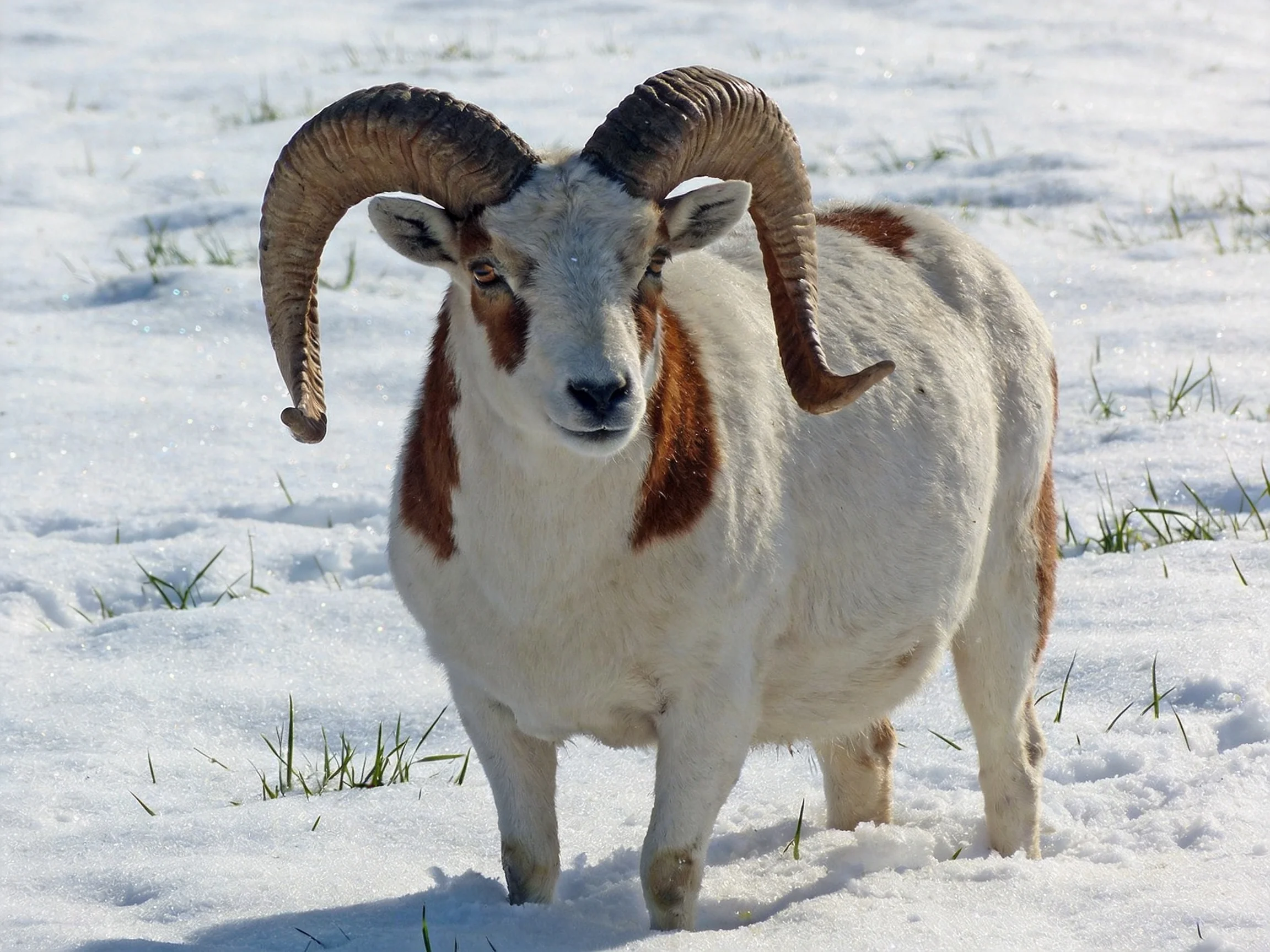 A goat with large curved horns in snowy terrain with grass patches