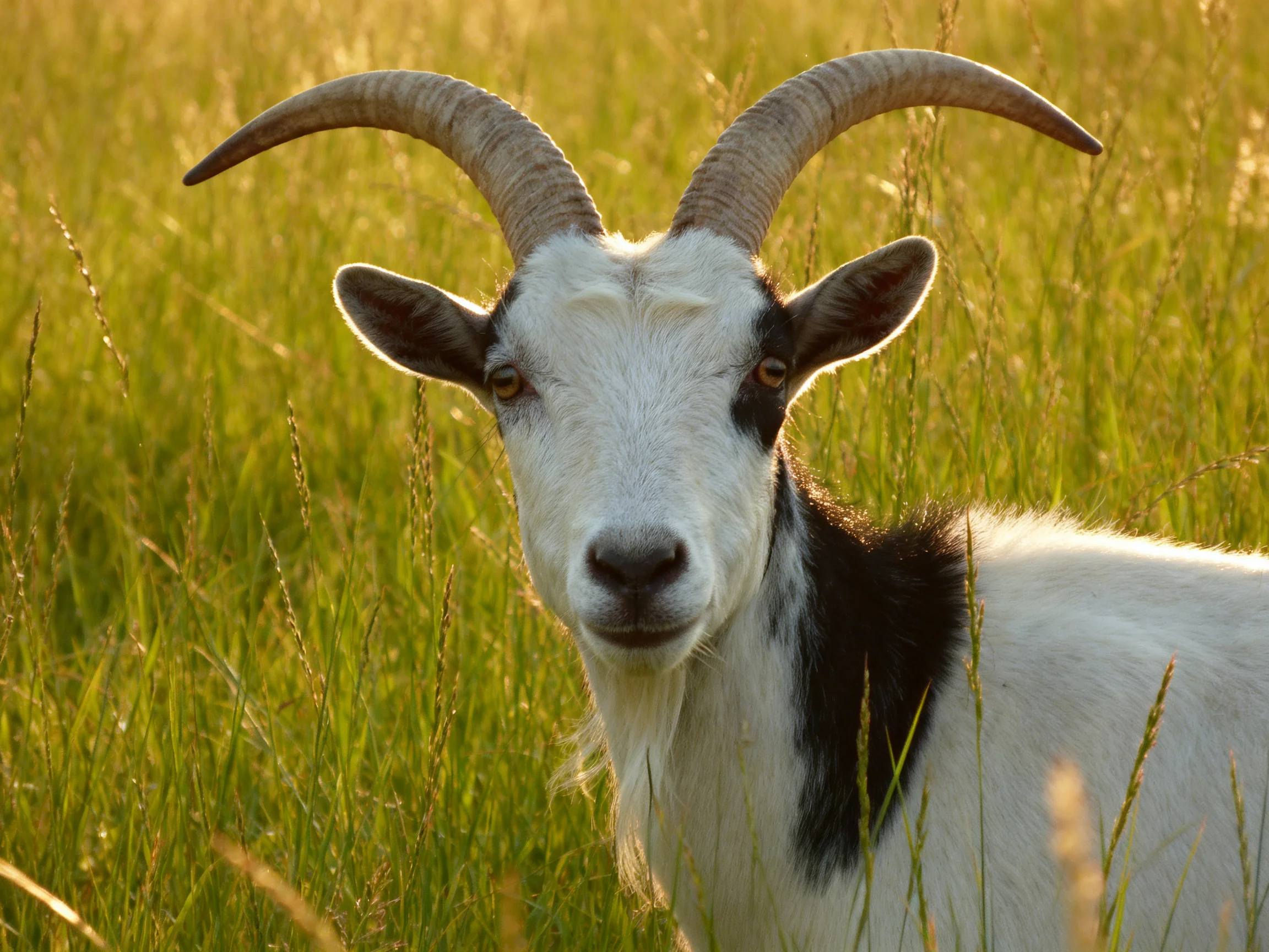 A goat with large curved horns in tall golden grass