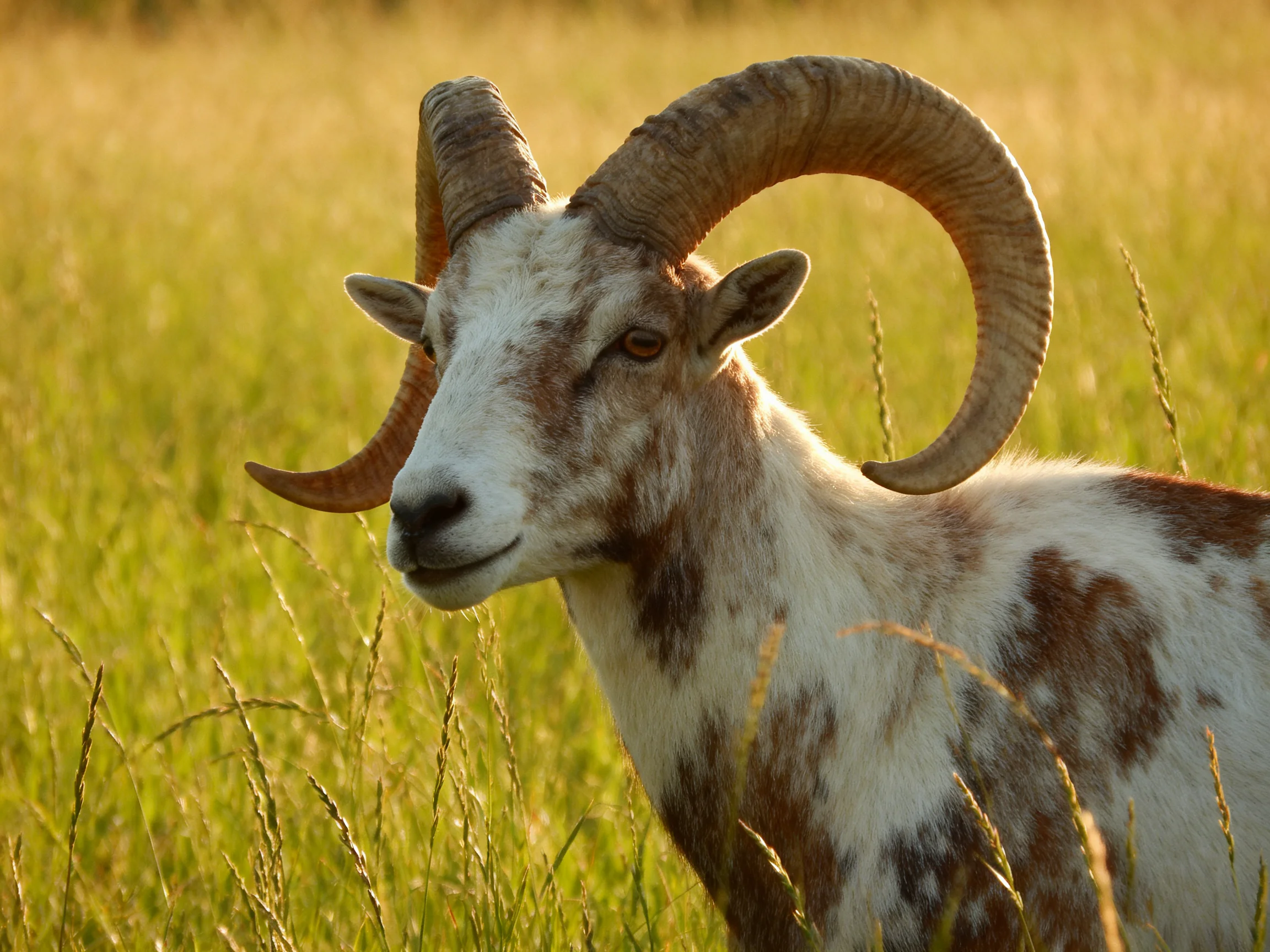 A goat with large curved horns standing in a golden-green grassy field