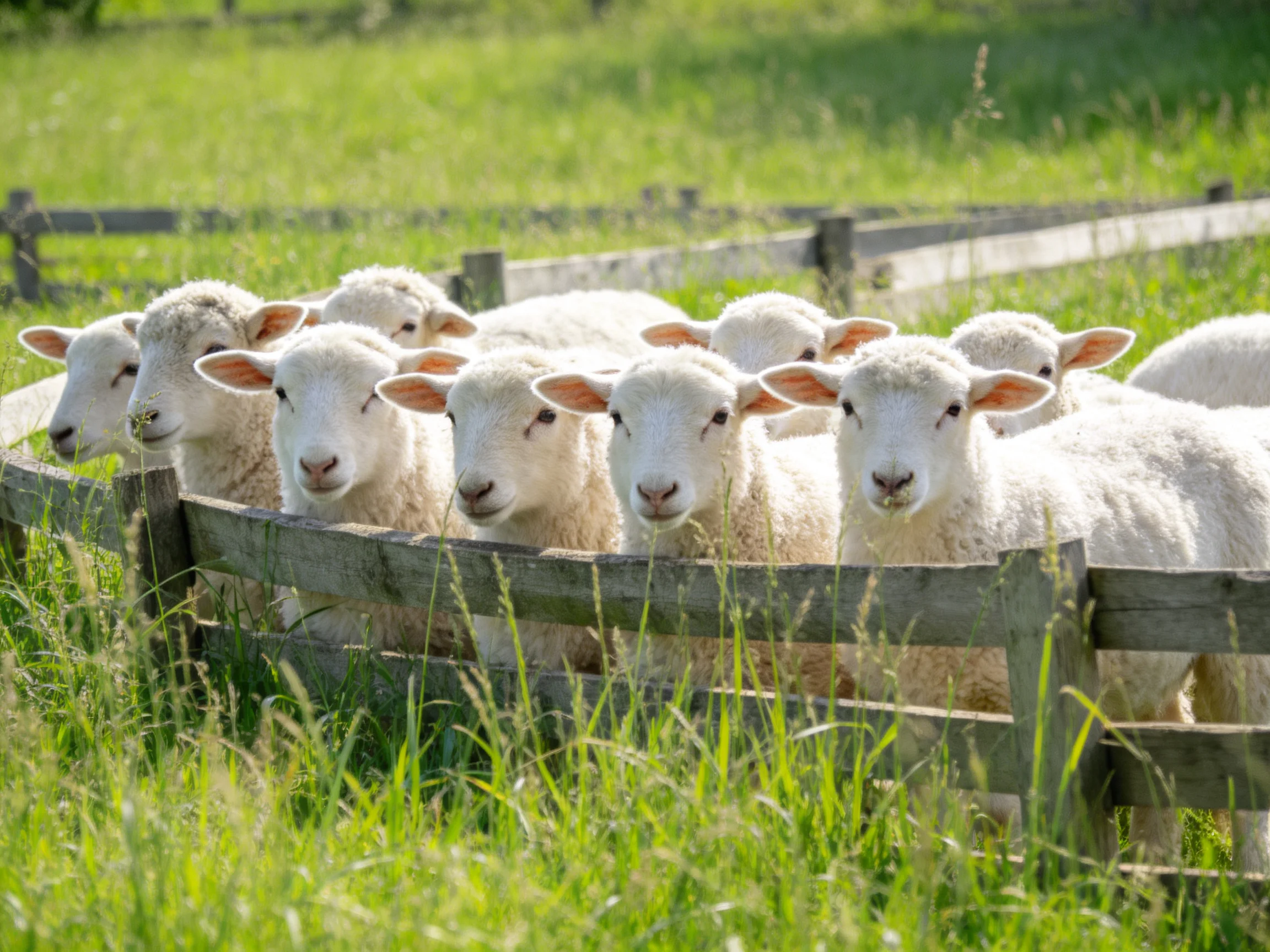 A group of fluffy white lambs gathered by a wooden fence