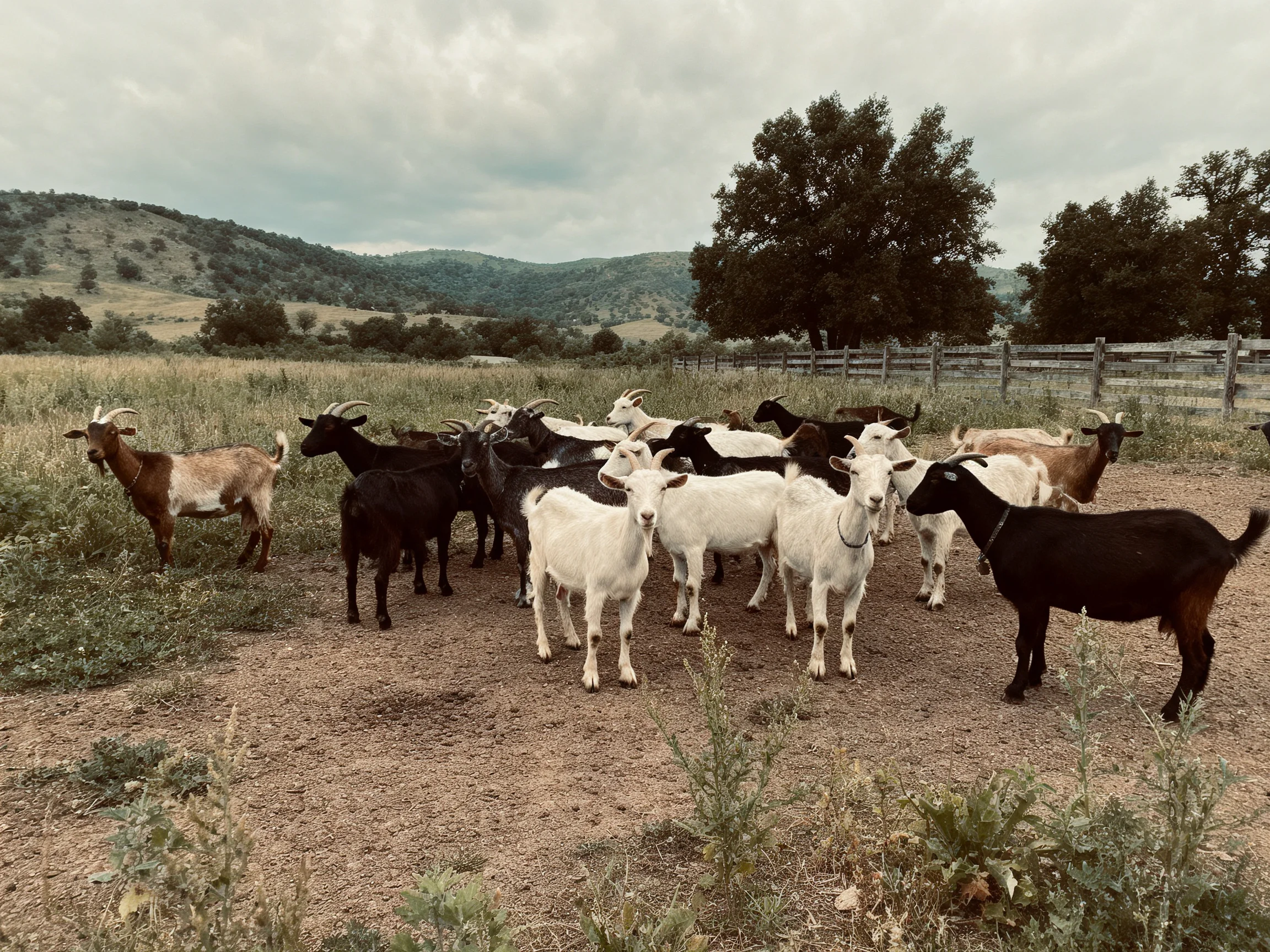 A group of goats in a rural field with wooden fence and rolling hills
