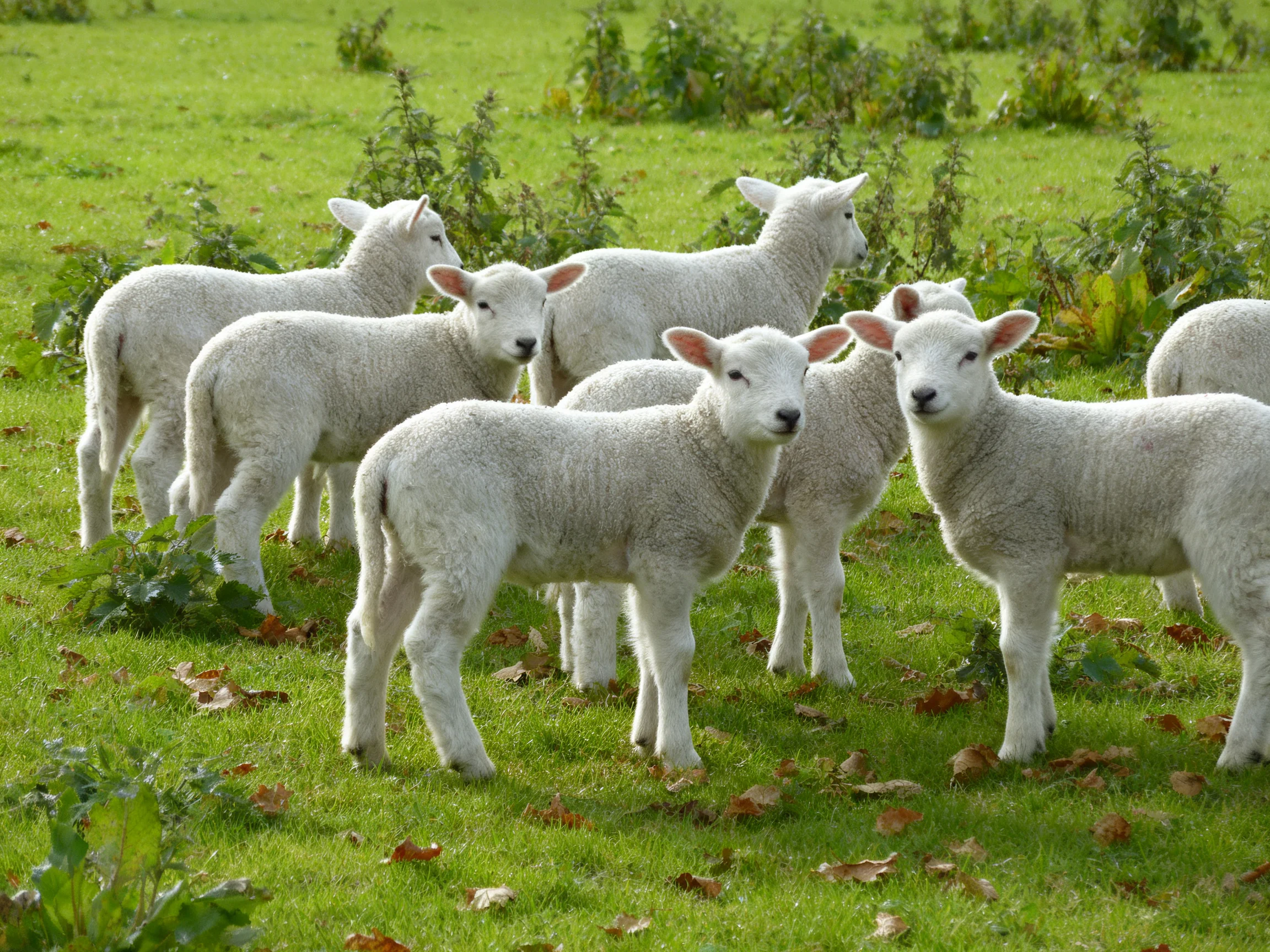 A group of seven white lambs in a verdant green pasture