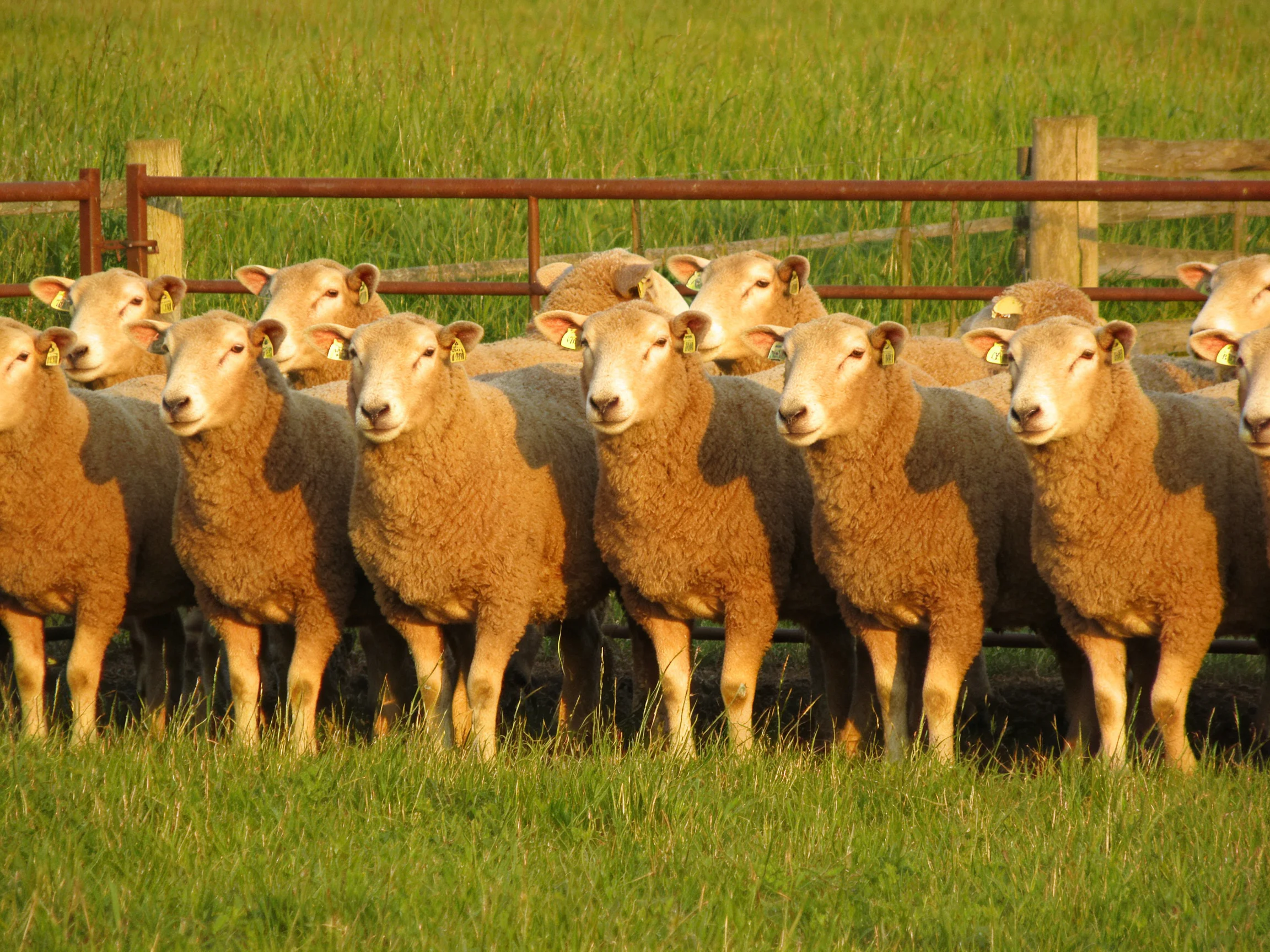 A group of tan sheep gathered near a rusty metal fence in a lush green pasture
