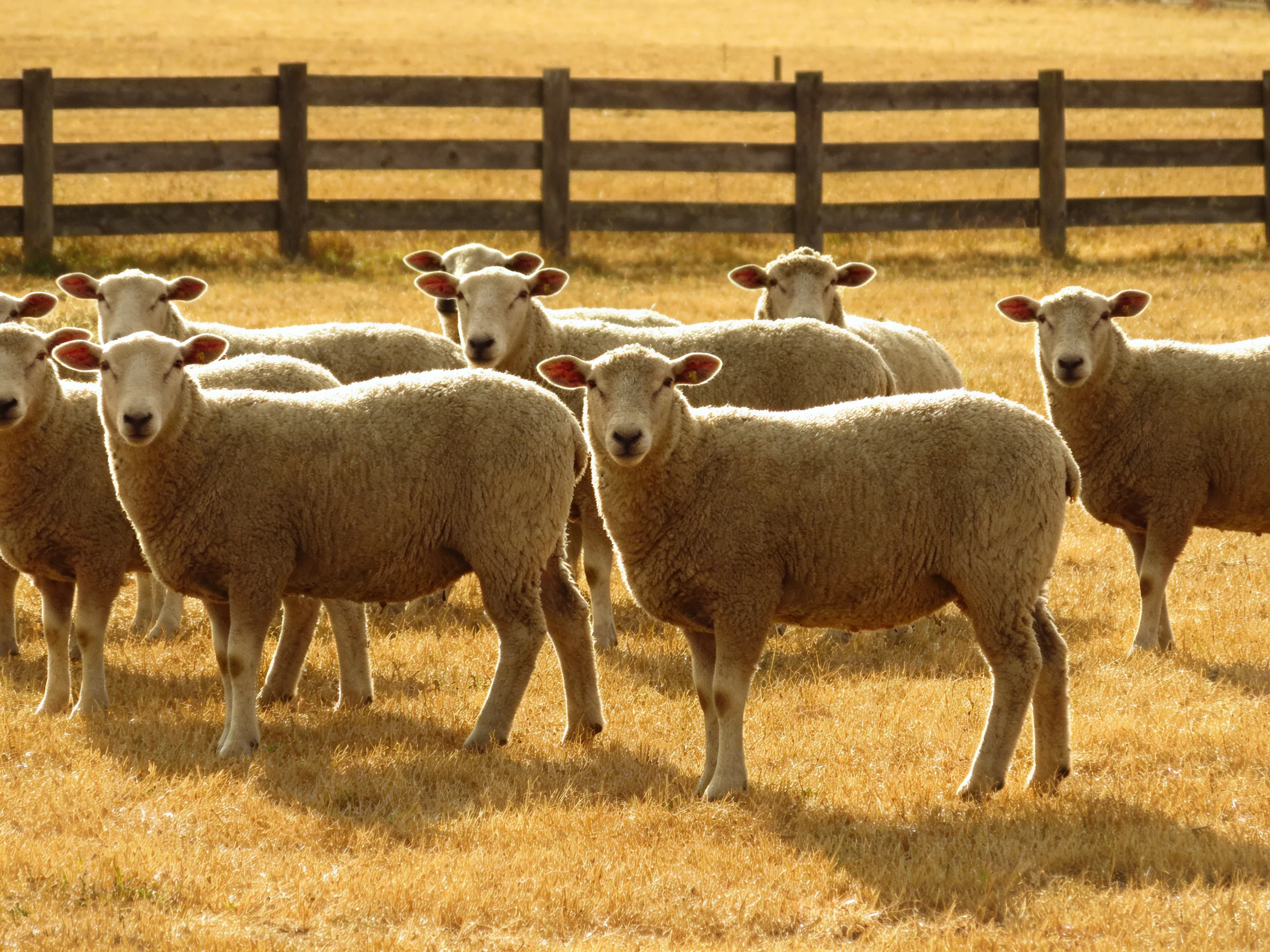 A group of woolly sheep gathered ina golden field near a wooden fence