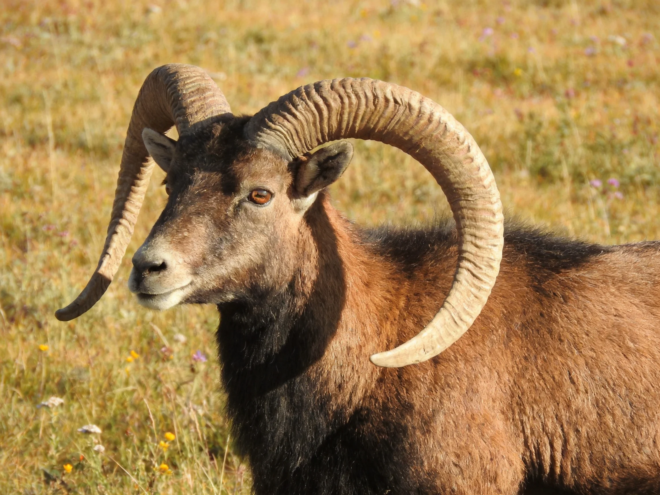 A horned goat with large curved horns in a grassy meadow