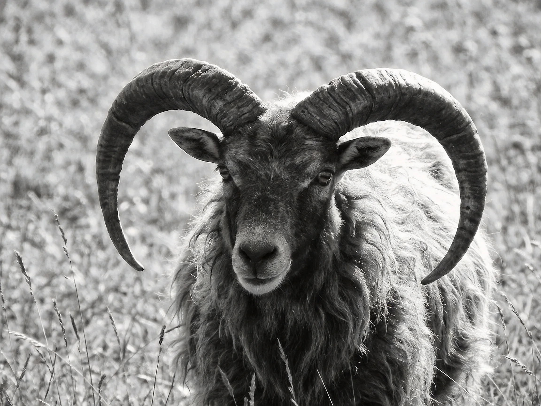 A horned mountain goat with massive curved horns in a grassy field