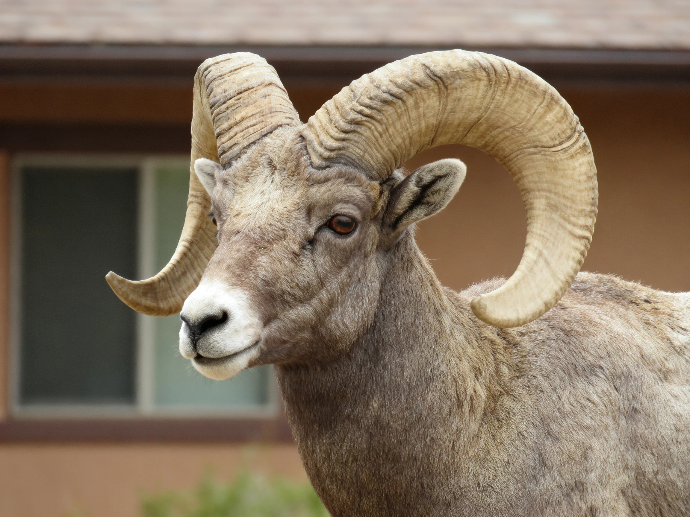 A large bighorn ram with massive curved horns near a building