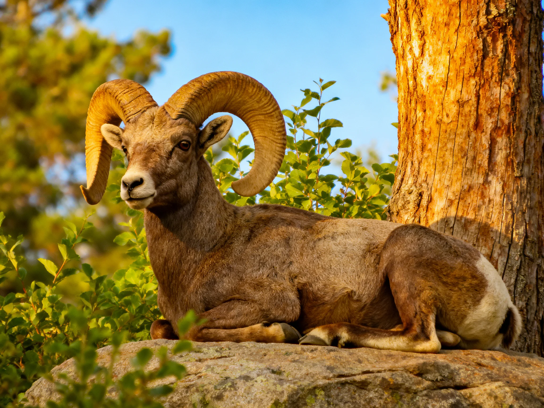 A large brown bighorn ram with curved horns rests on a rock near a tree