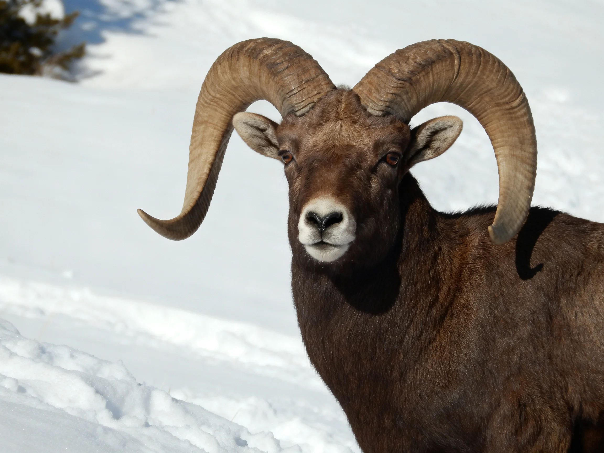 A large brown bighorn ram with prominent curved horns in snowy landscape