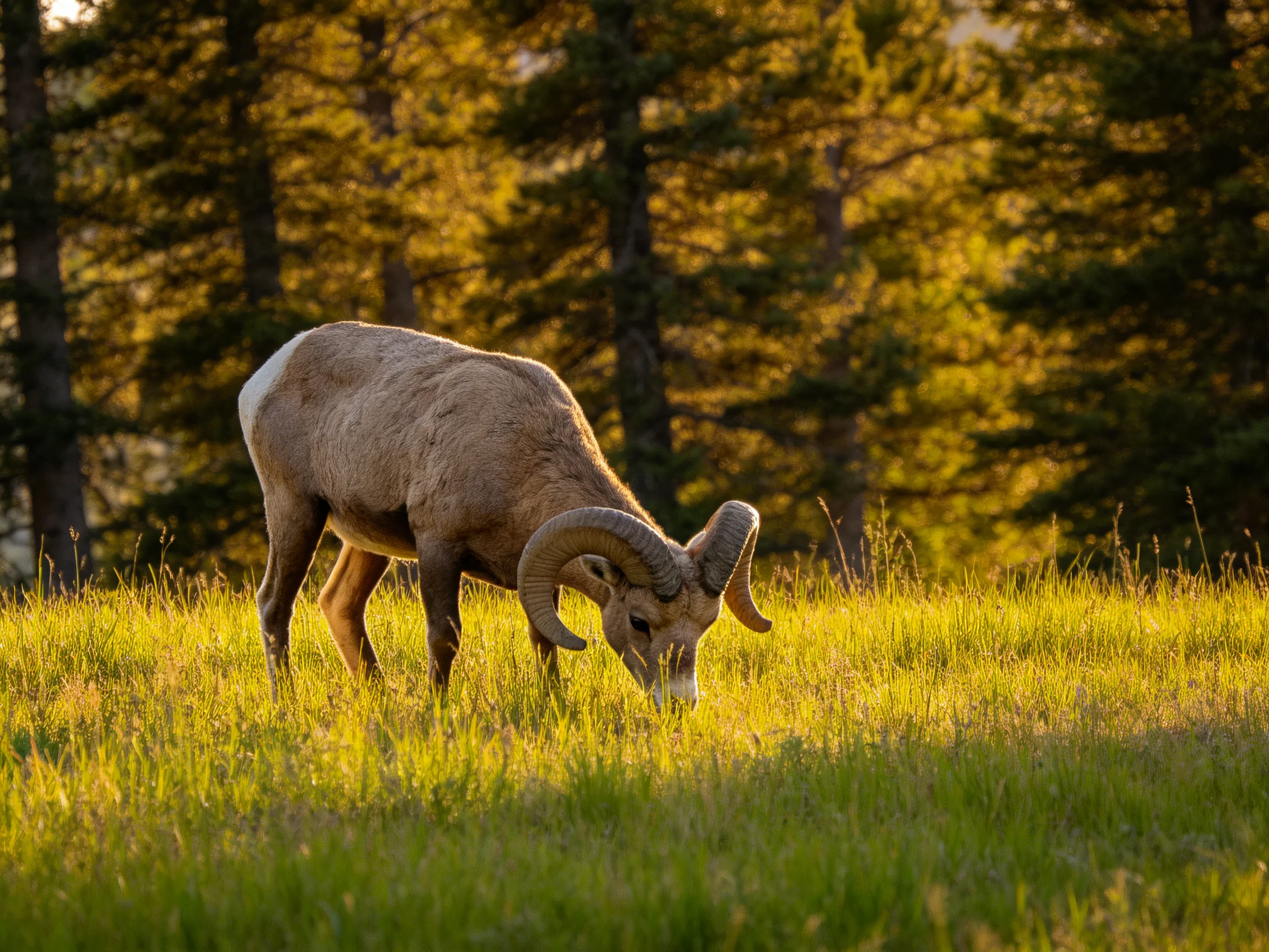 A large brown ram grazes in golden grass near dark pine trees