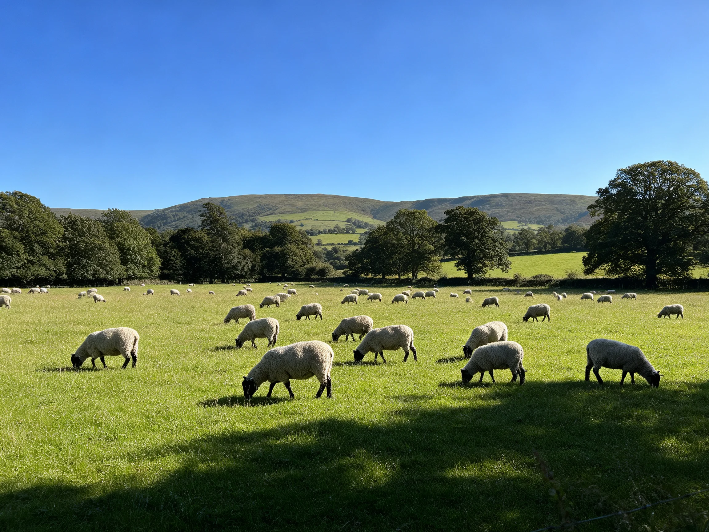 A large flock of sheep grazing in a lush green pasture with rolling hills