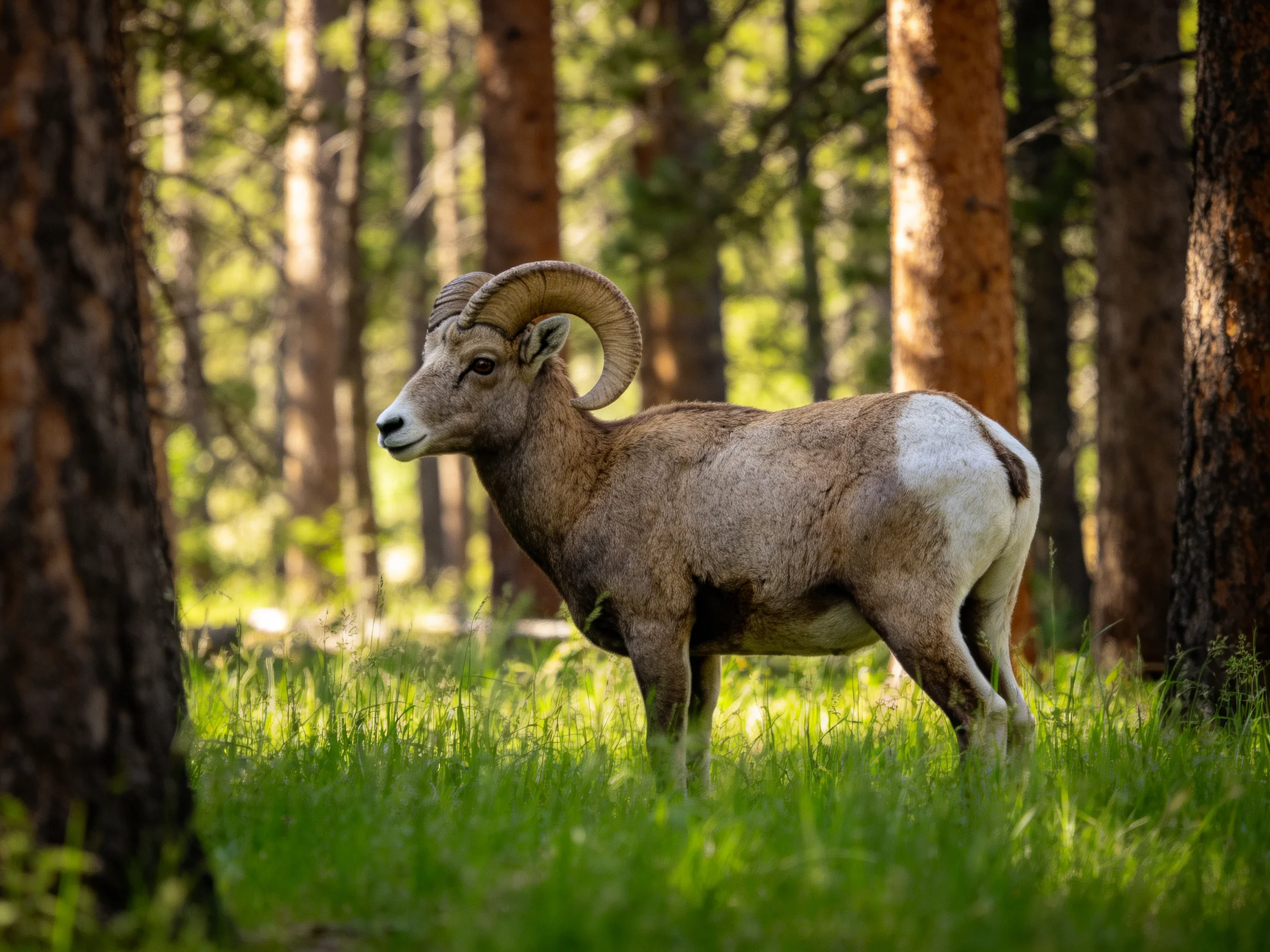 A large horned ram stands in a sunlit forest with tall green grass