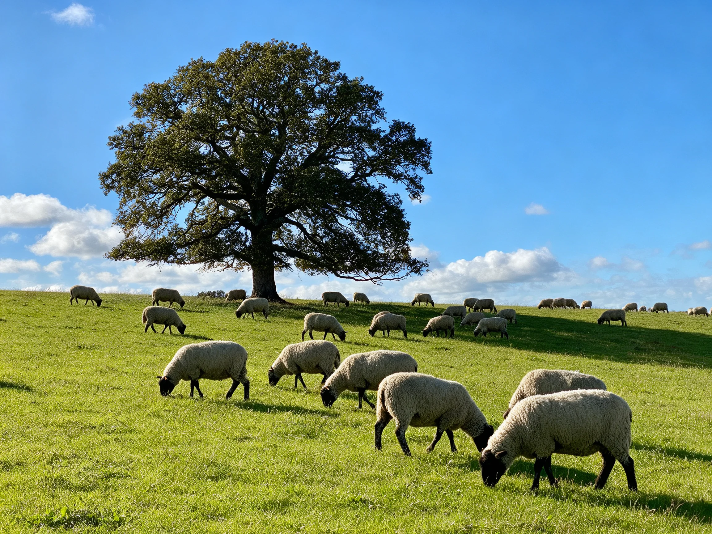 A large oak tree stands among grazing sheep on a sunny hillside