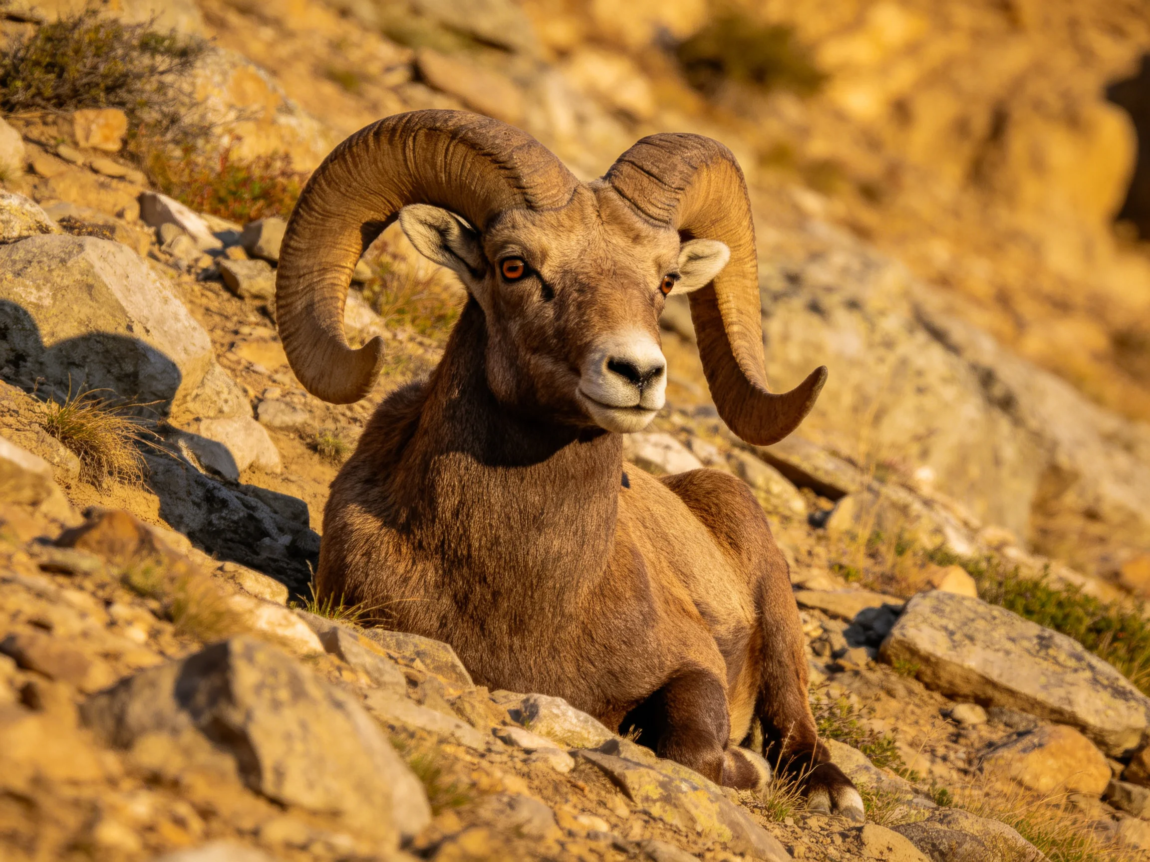 A majestic bighorn ram resting on sunlit rocky slopes