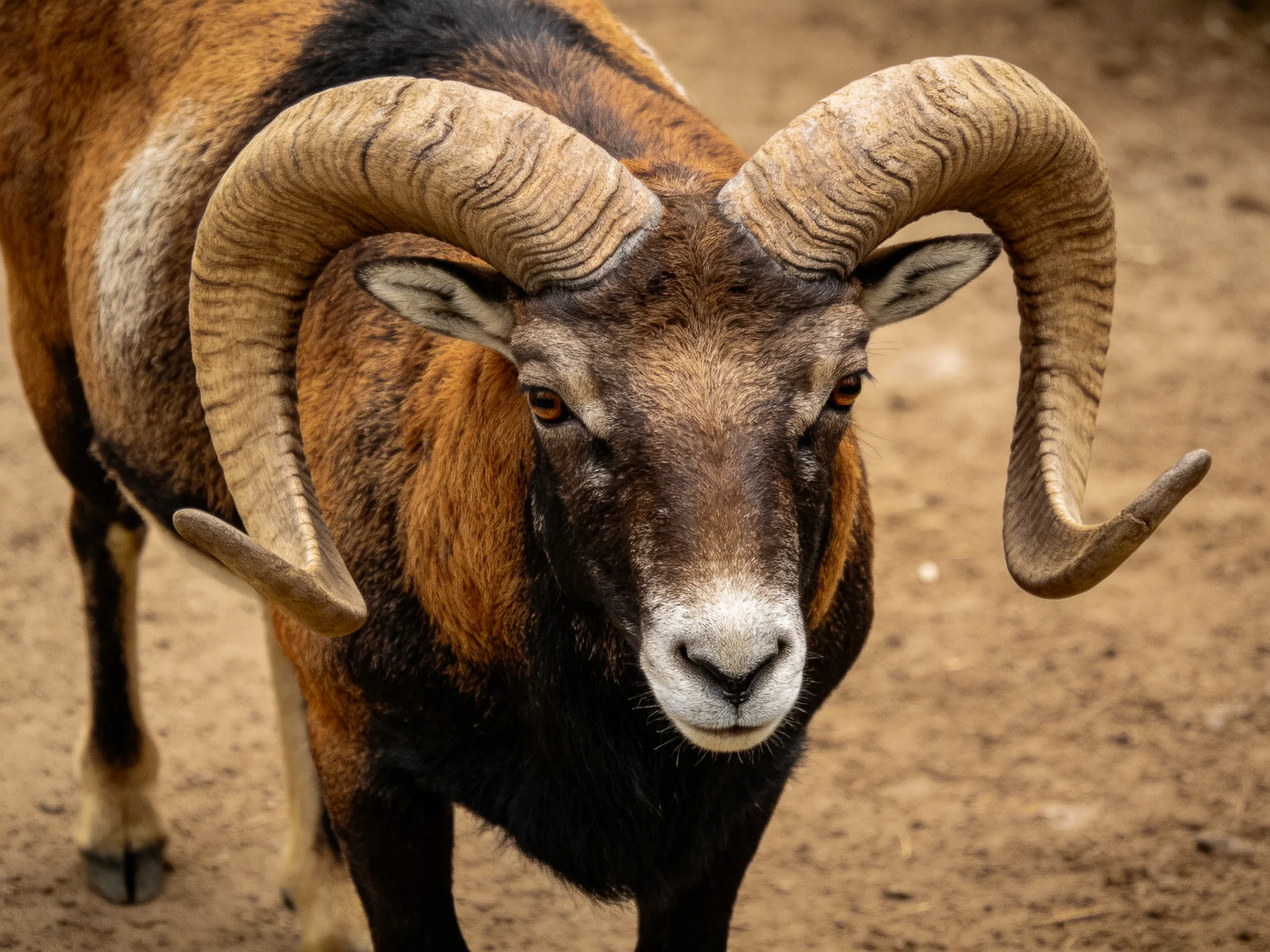 A majestic ram with large curved horns and earth-toned fur