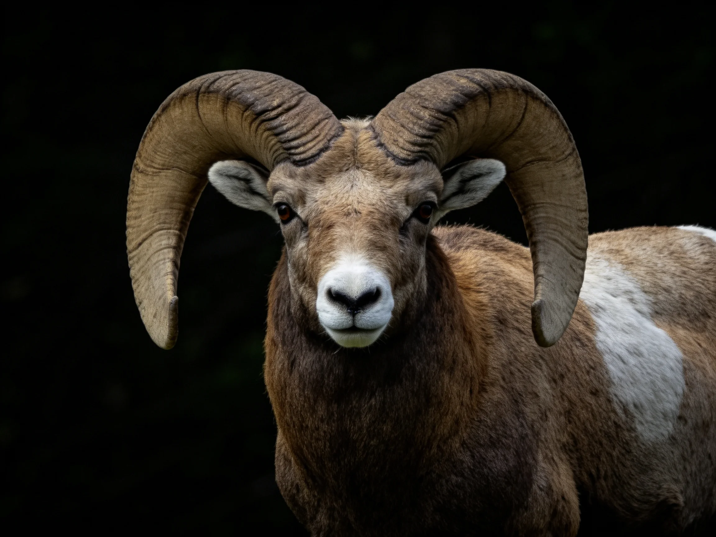 A majestic ram with massive curved horns and brown - white fur