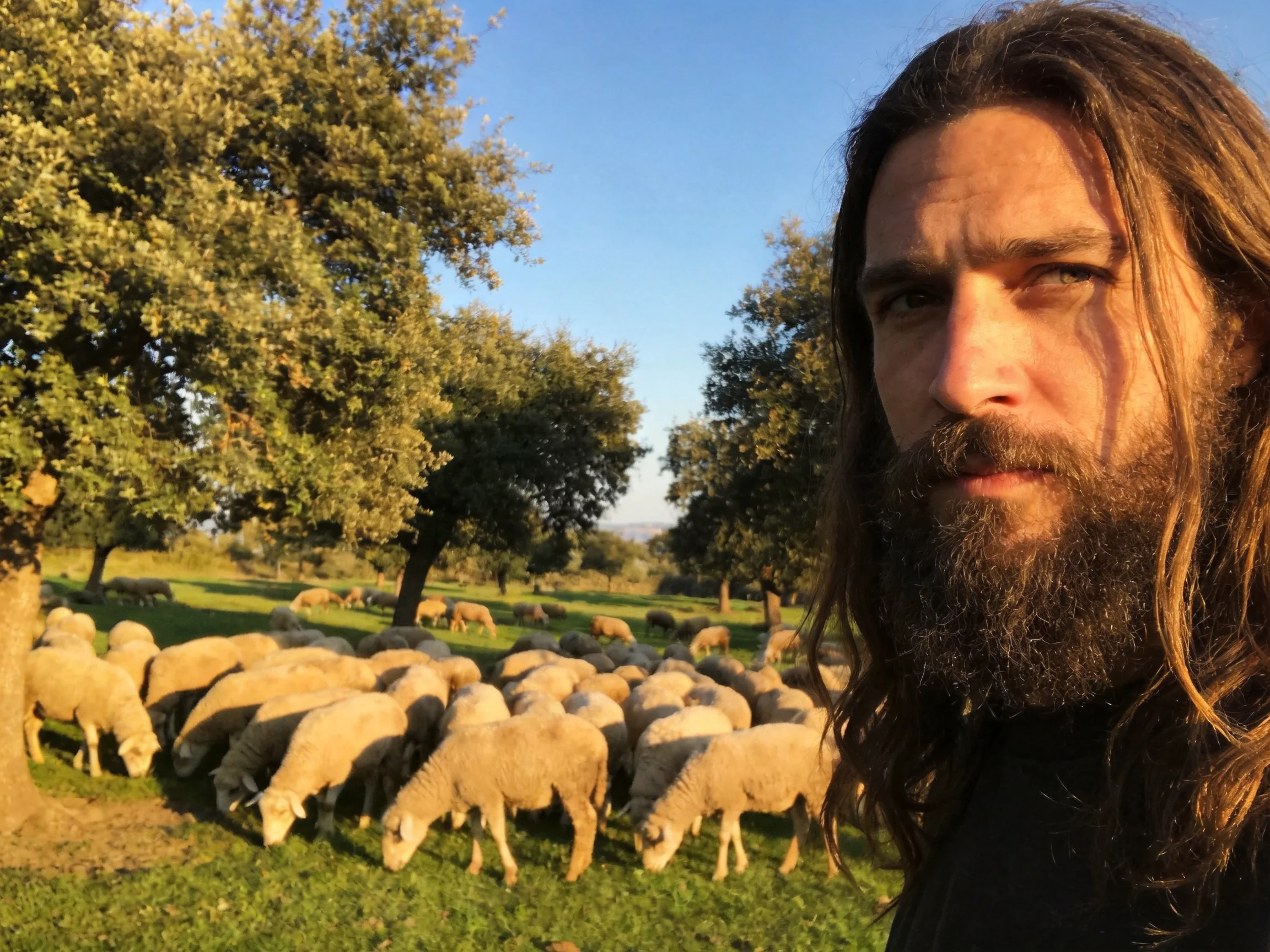 A man with long brown hair near grazing sheep in a sunlit orchard