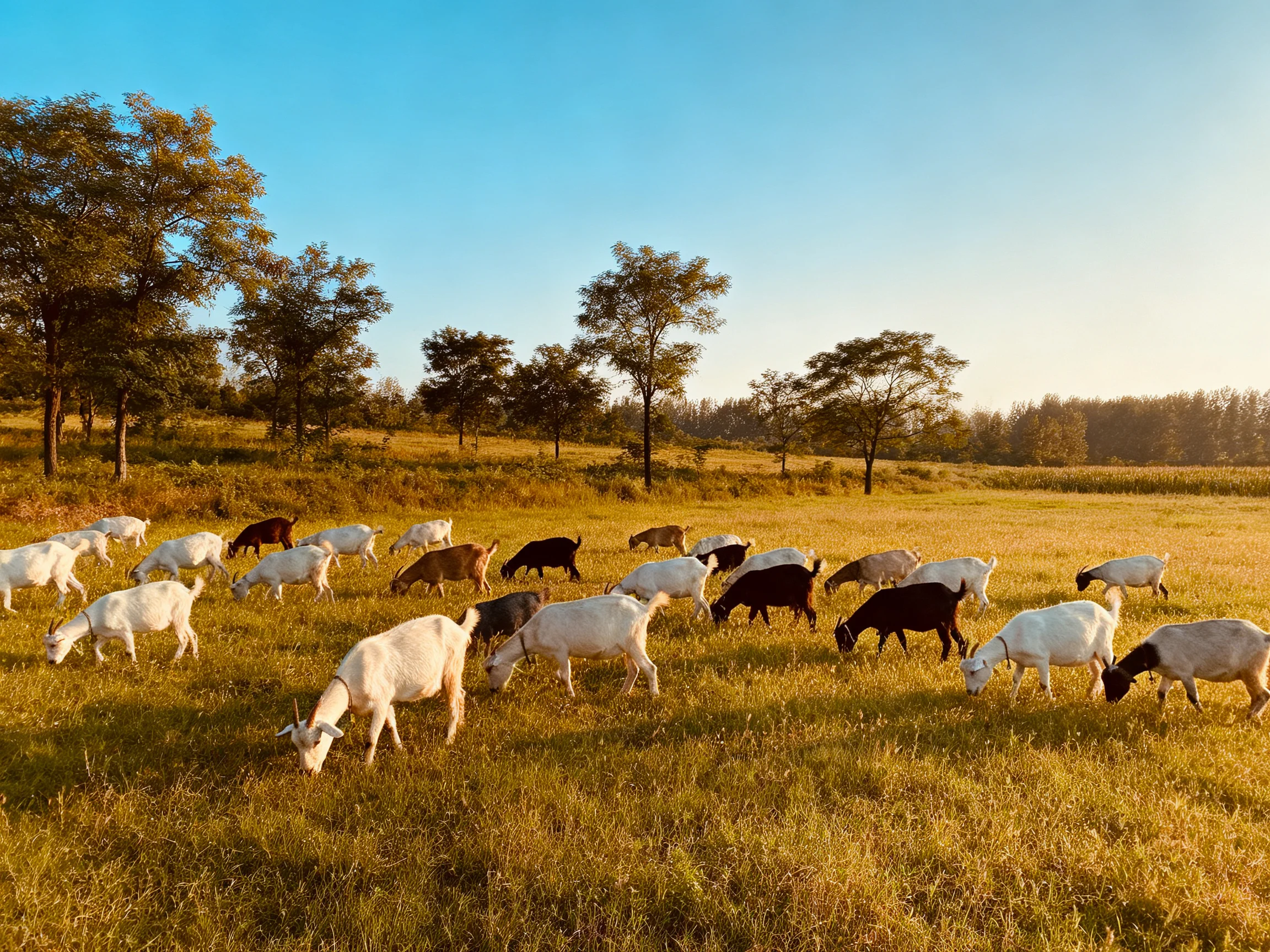 A mixed group of goats grazes in a sunlit golden field with scattered trees