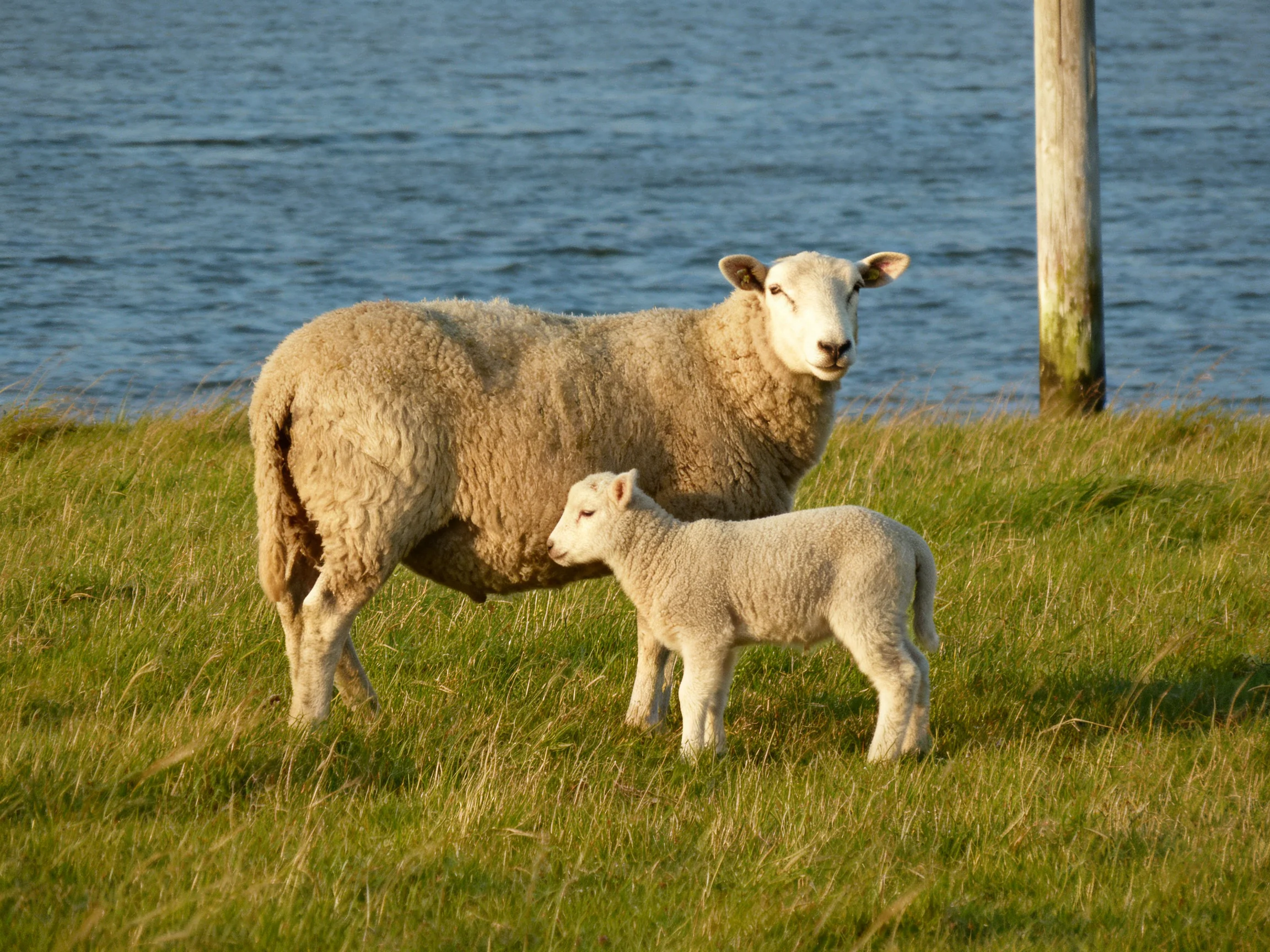 A mother sheep and lamb graze by a calm blue body of water