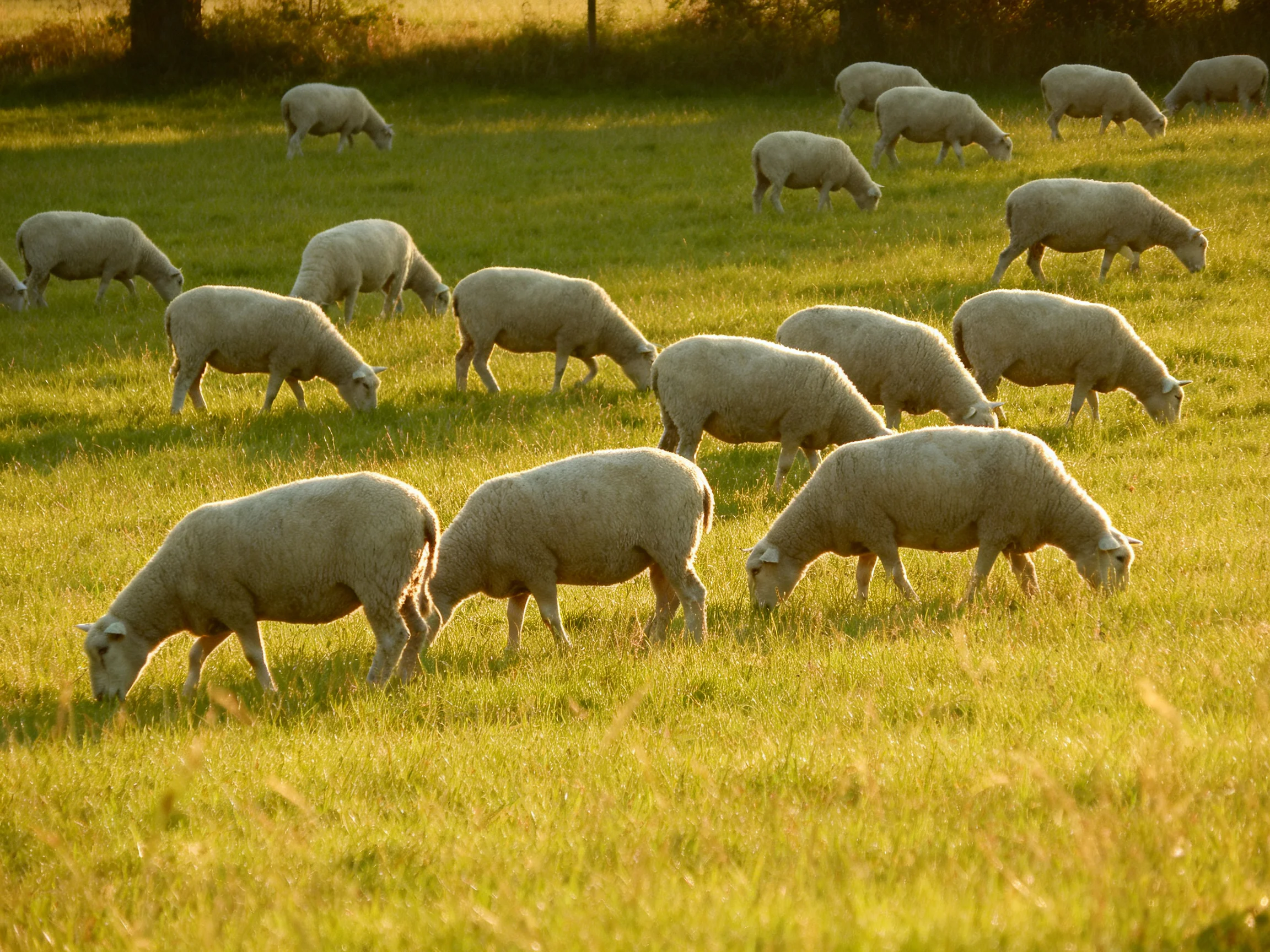 A numerous flock of white sheep grazing in a sun-drenched green meadow