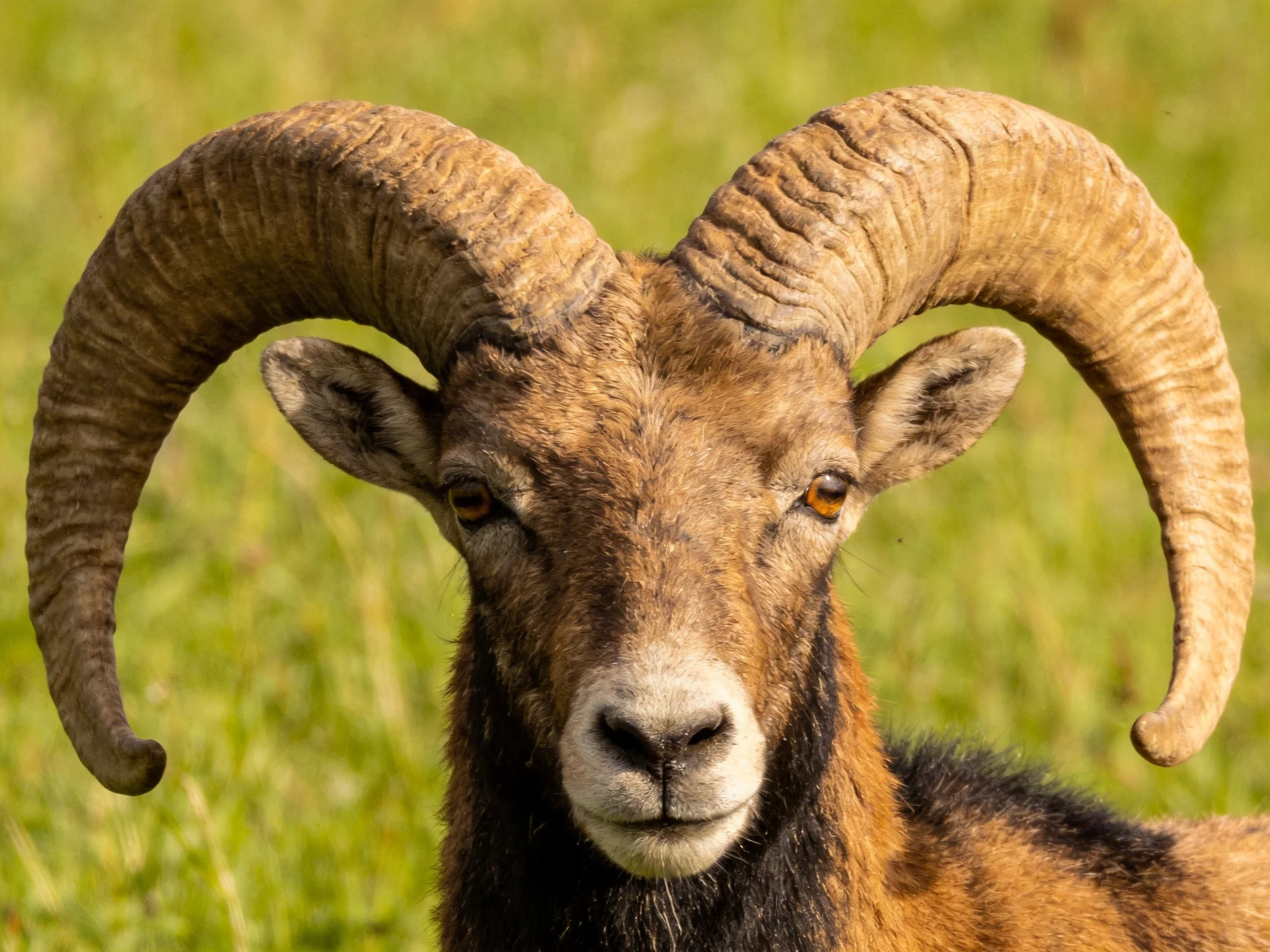 A ram with large curved horns in a green meadow