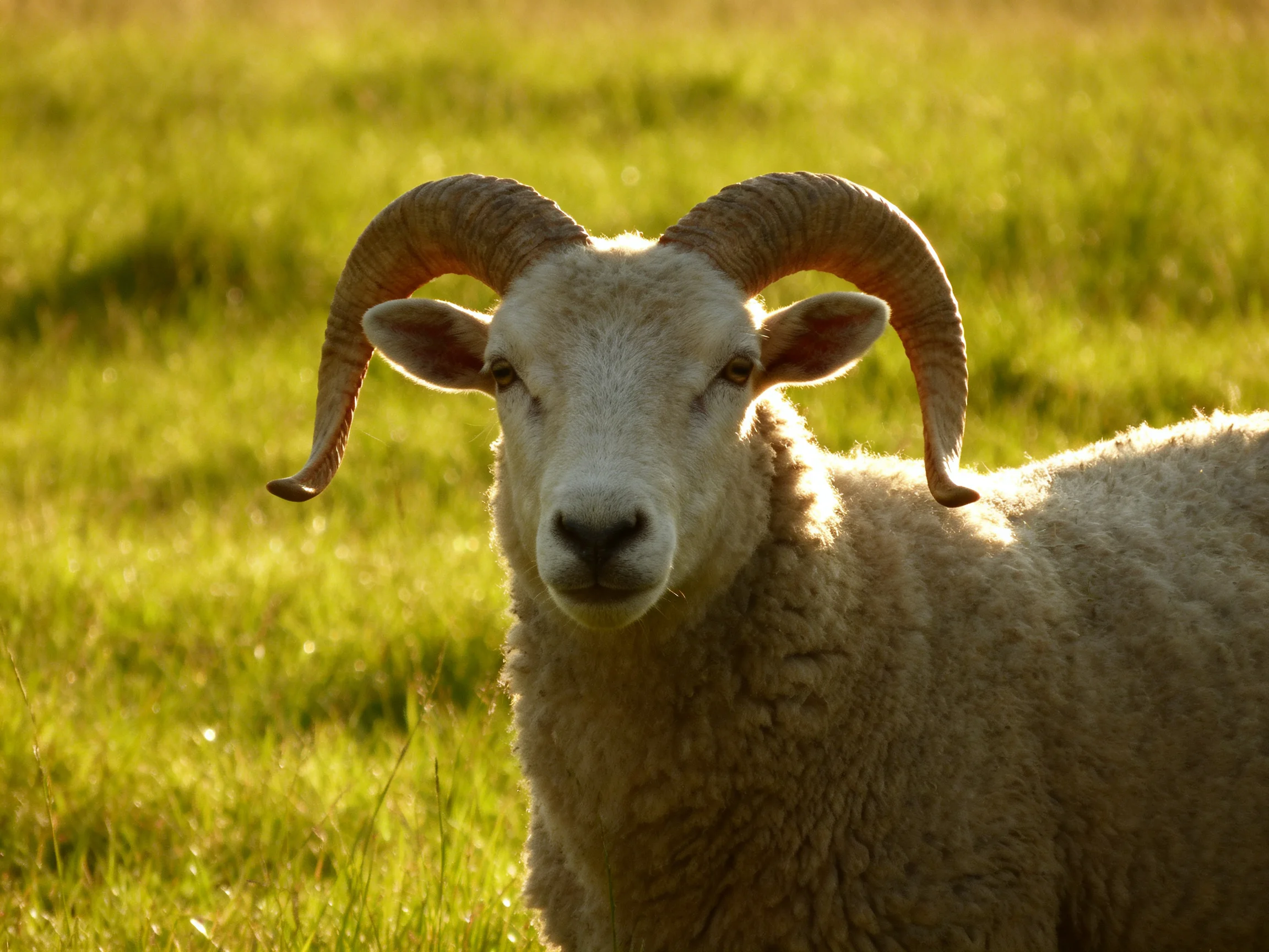A ram with large curved horns in a sunlit green pasture