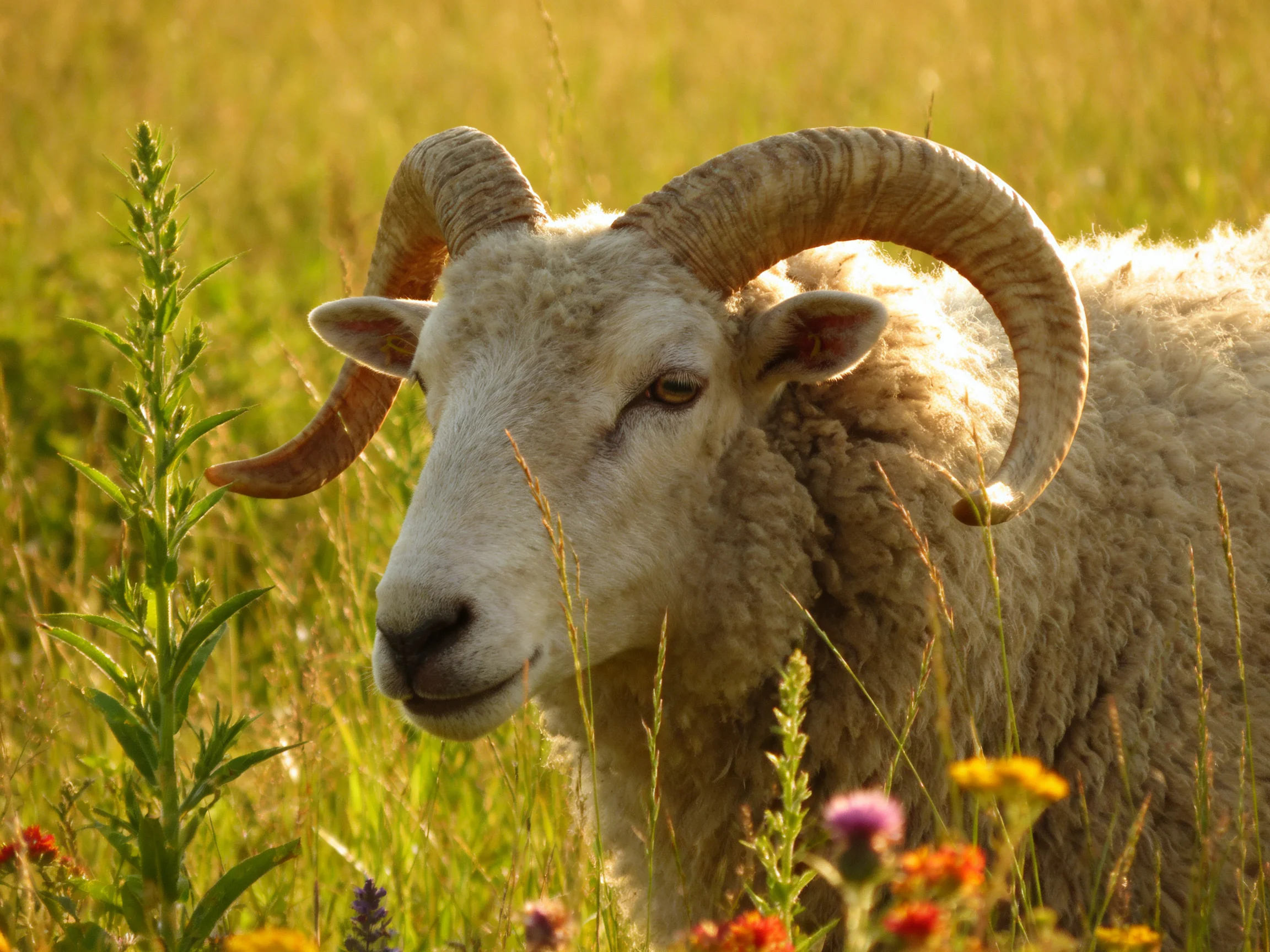 A ram with large curved horns in a sunlit meadow of tall grasses