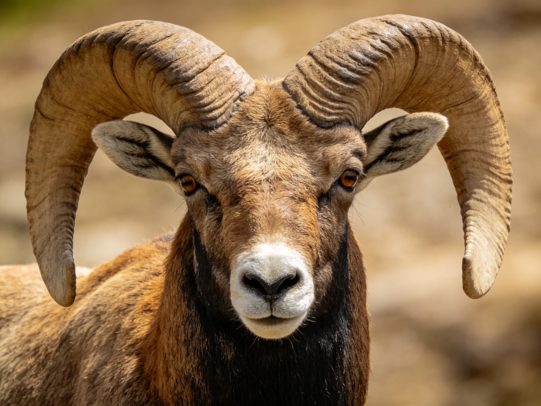 A ram with massive curved horns and earth-toned fur